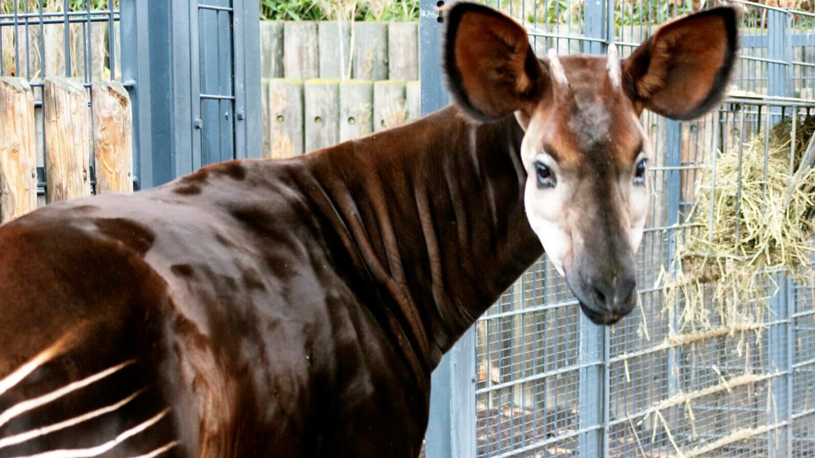 Eisbär, Affe & Co.