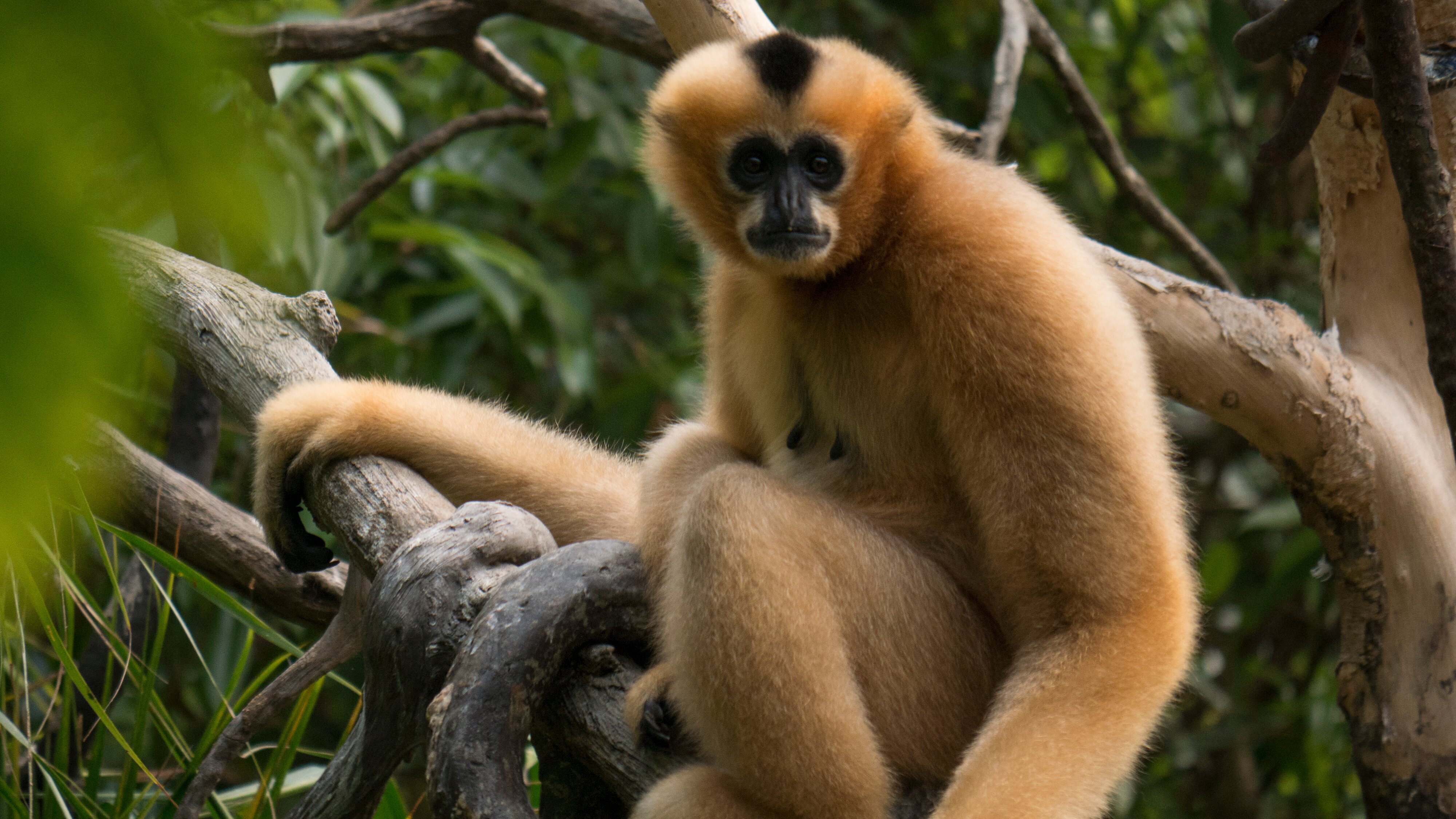 Bronx Zoo – Tierpark der Superlative