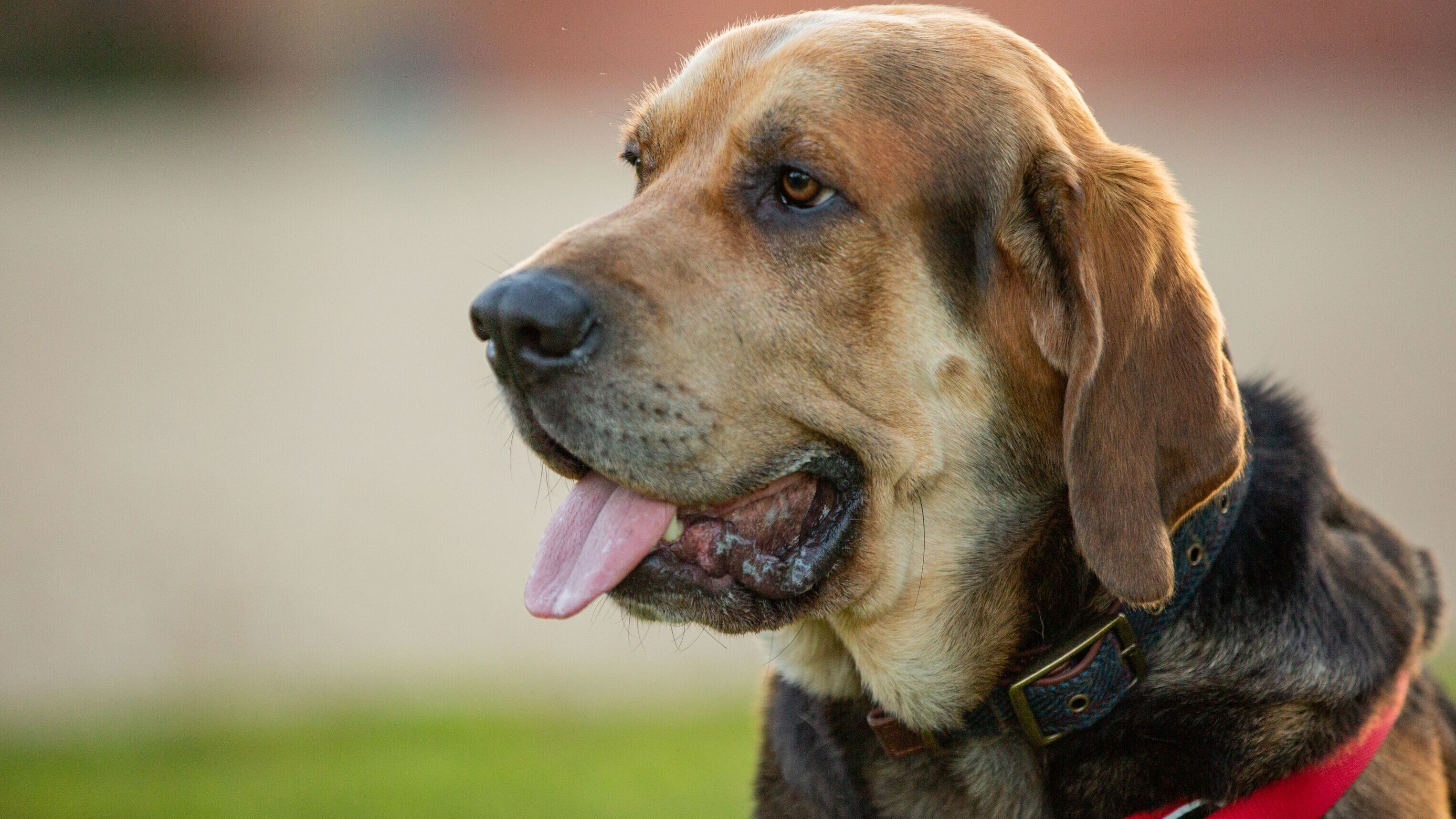 Unsere Hundeschule