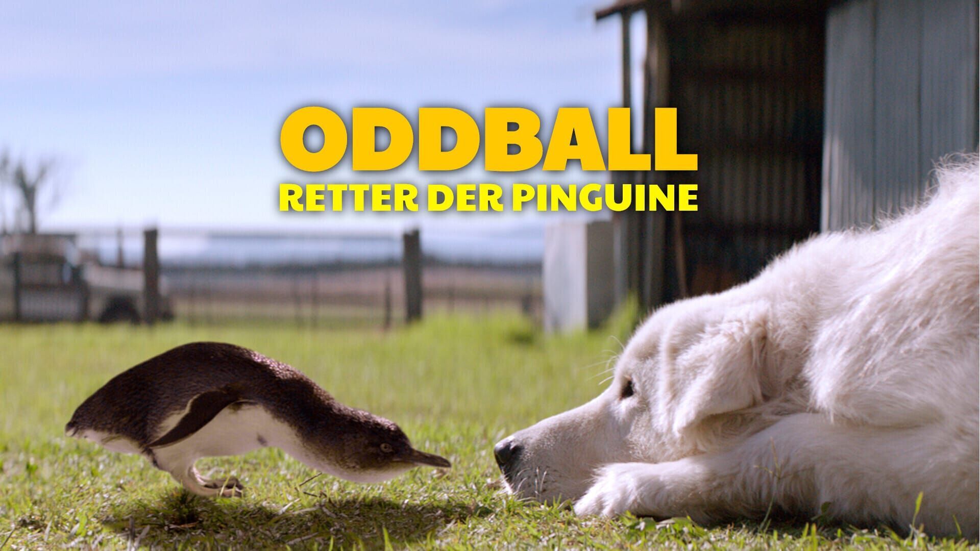 Oddball – Retter der Pinguine