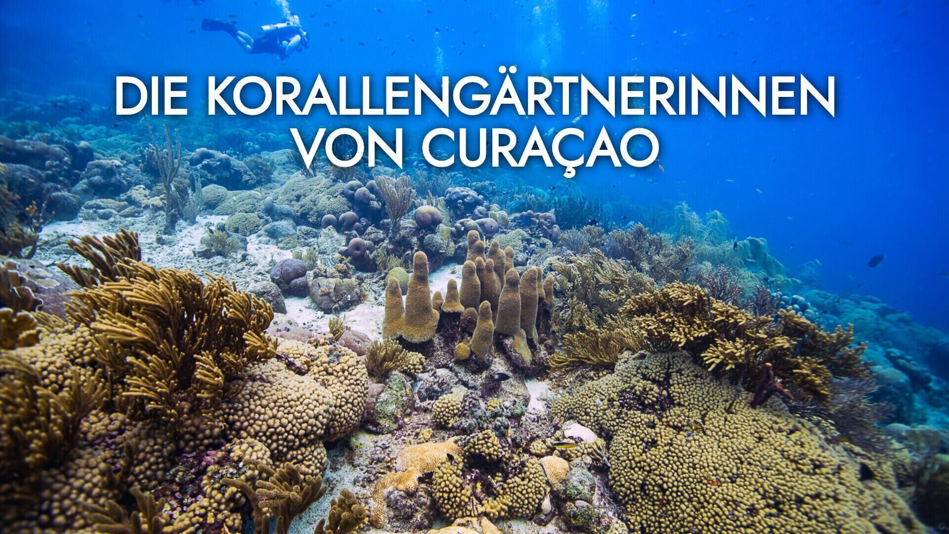 Die Korallengärtnerinnen von Curaçao –