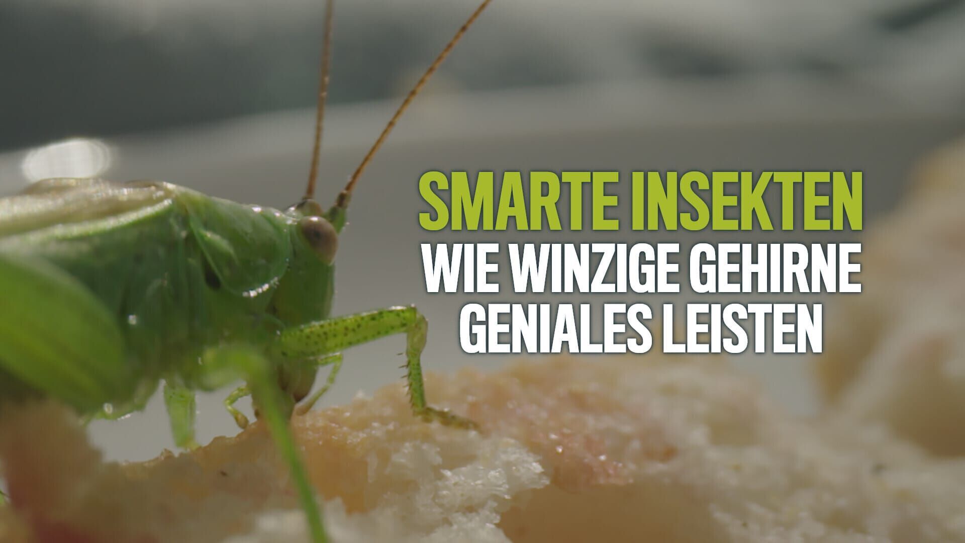 Smarte Insekten – Wie winzige Gehirne Geniales leisten
