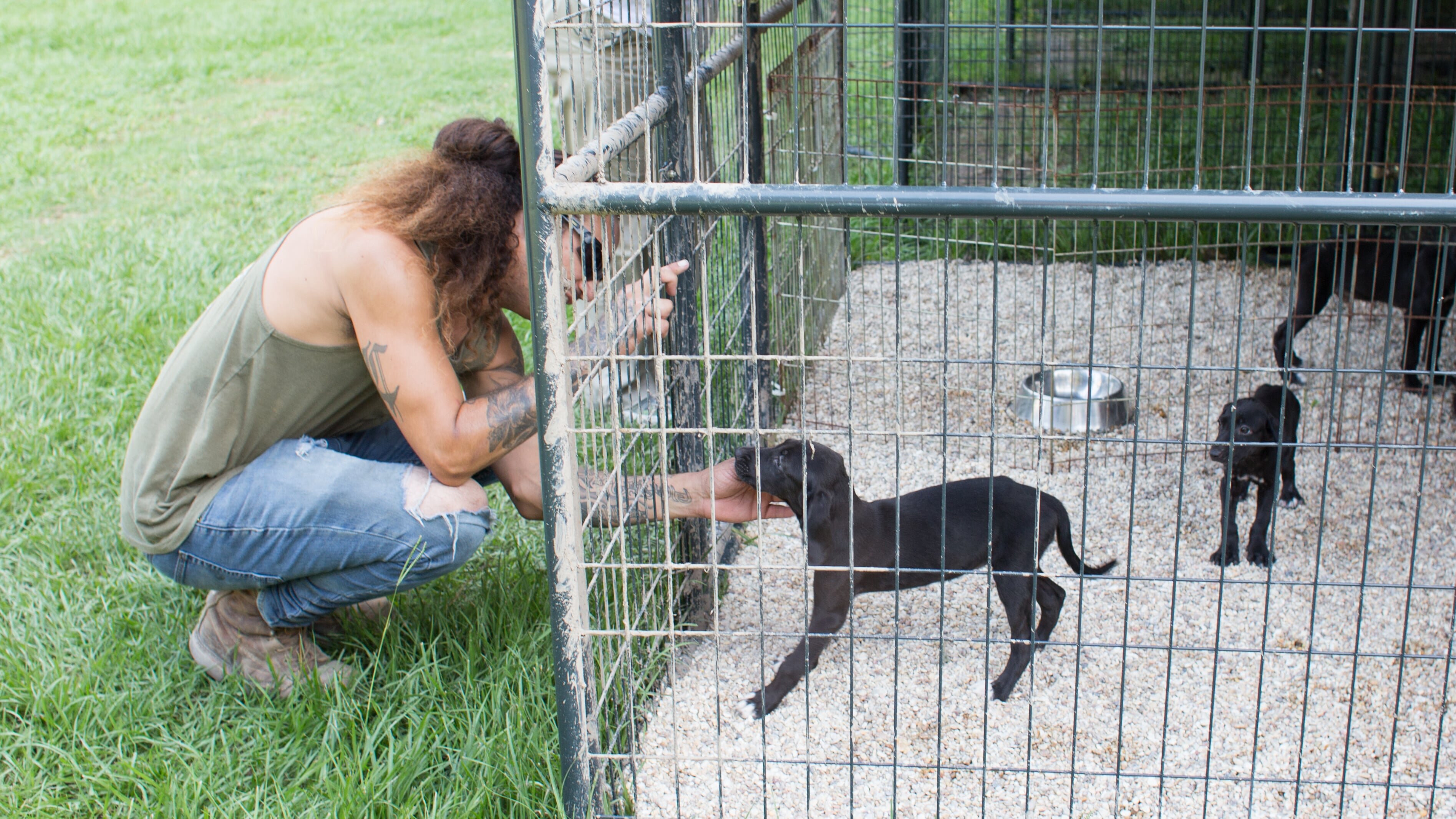 Pitbulls auf Bewährung