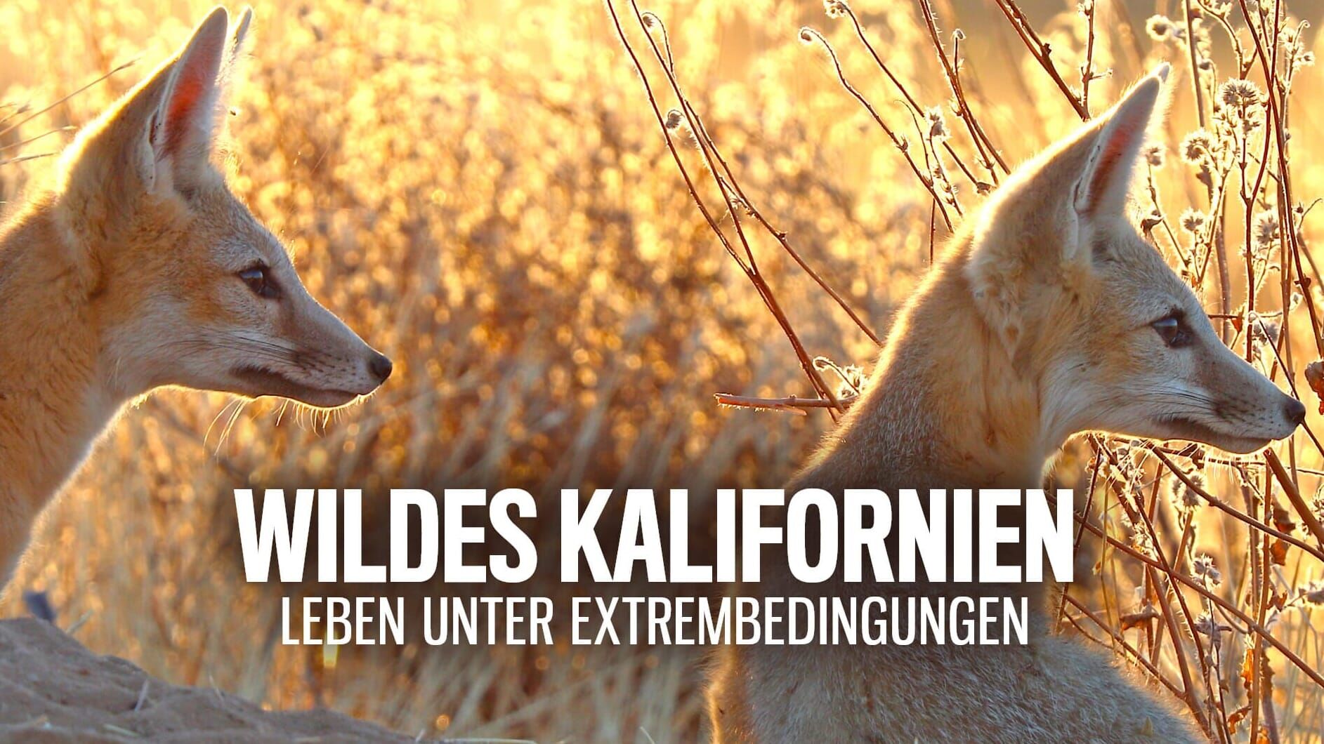 Wildes Kalifornien – Leben unter Extrembedingungen