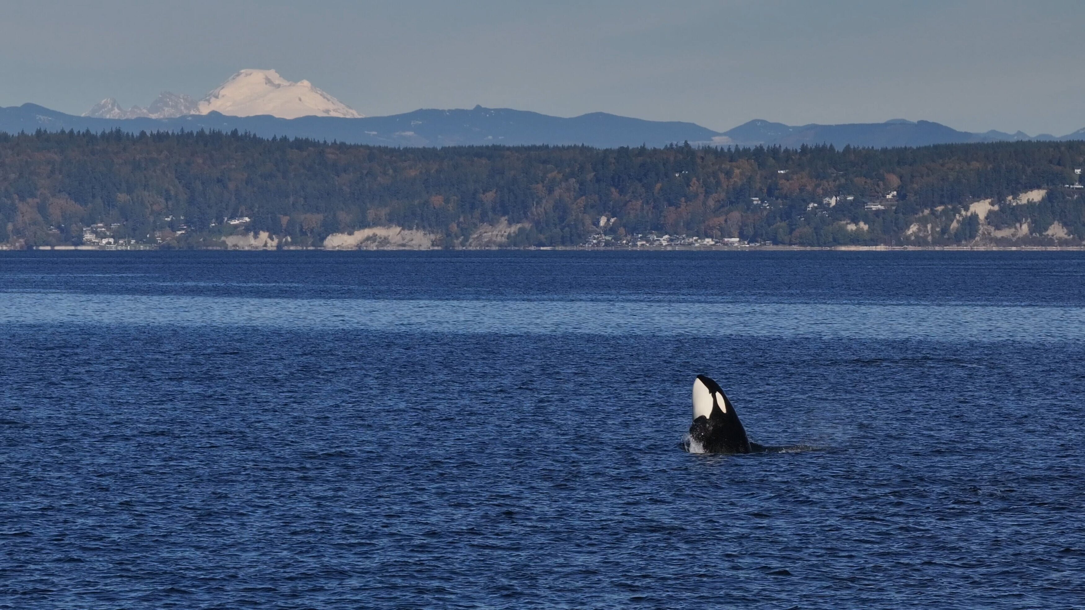 Orcas – Giganten der Meere