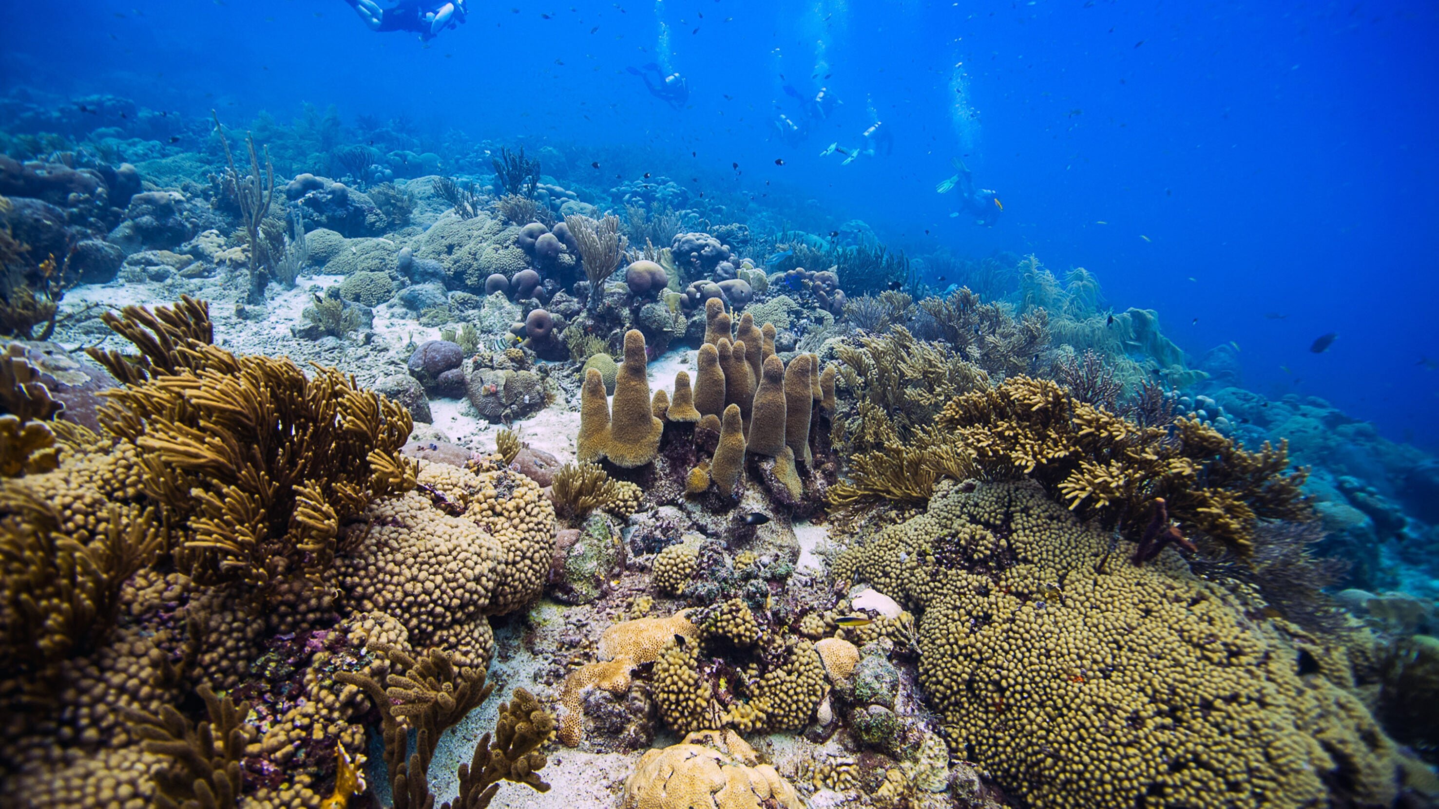 Die Korallengärtnerinnen von Curaçao