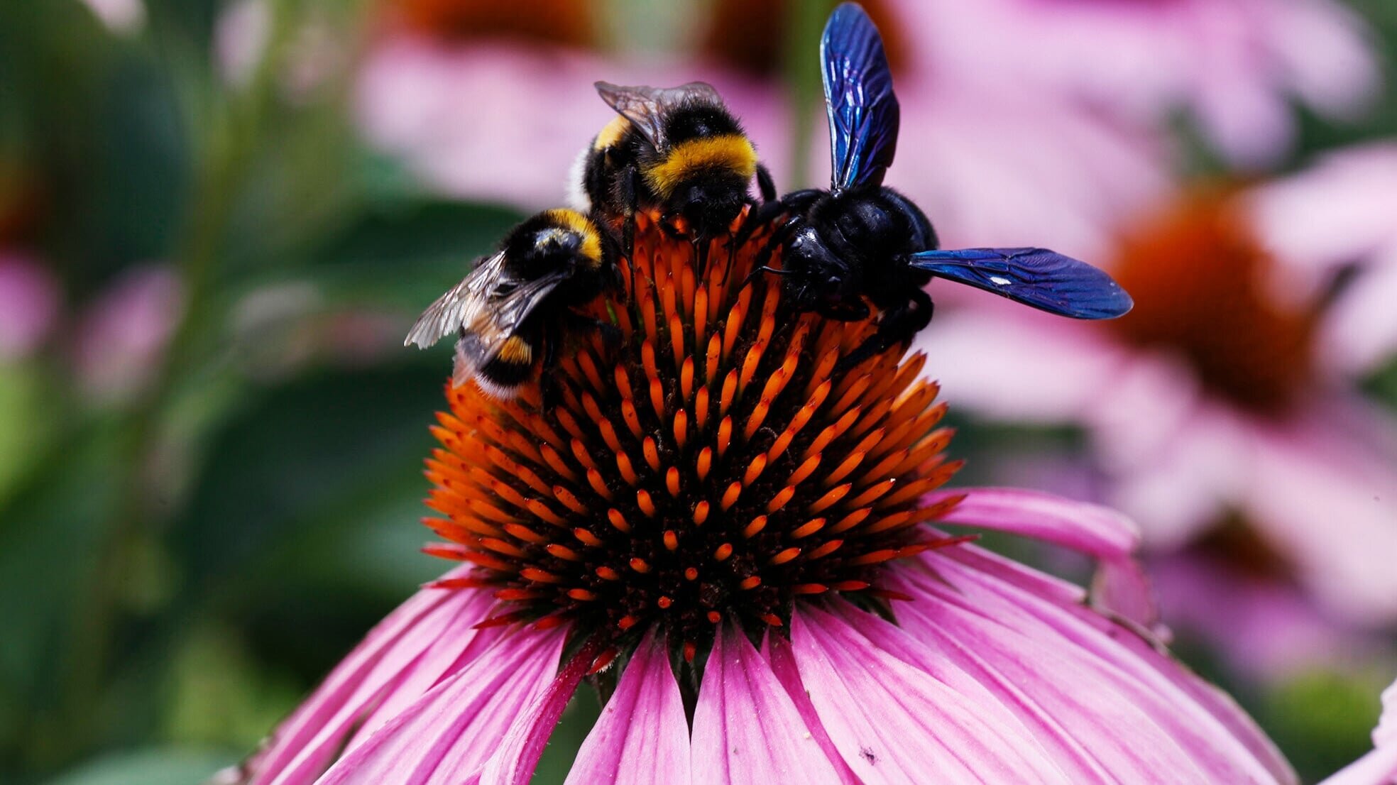 Die Welt der wilden Bienen