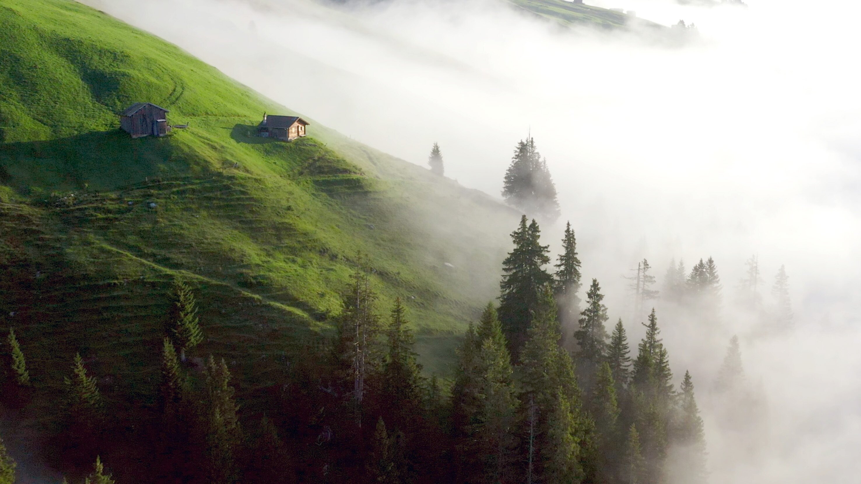 Wilde Schweiz