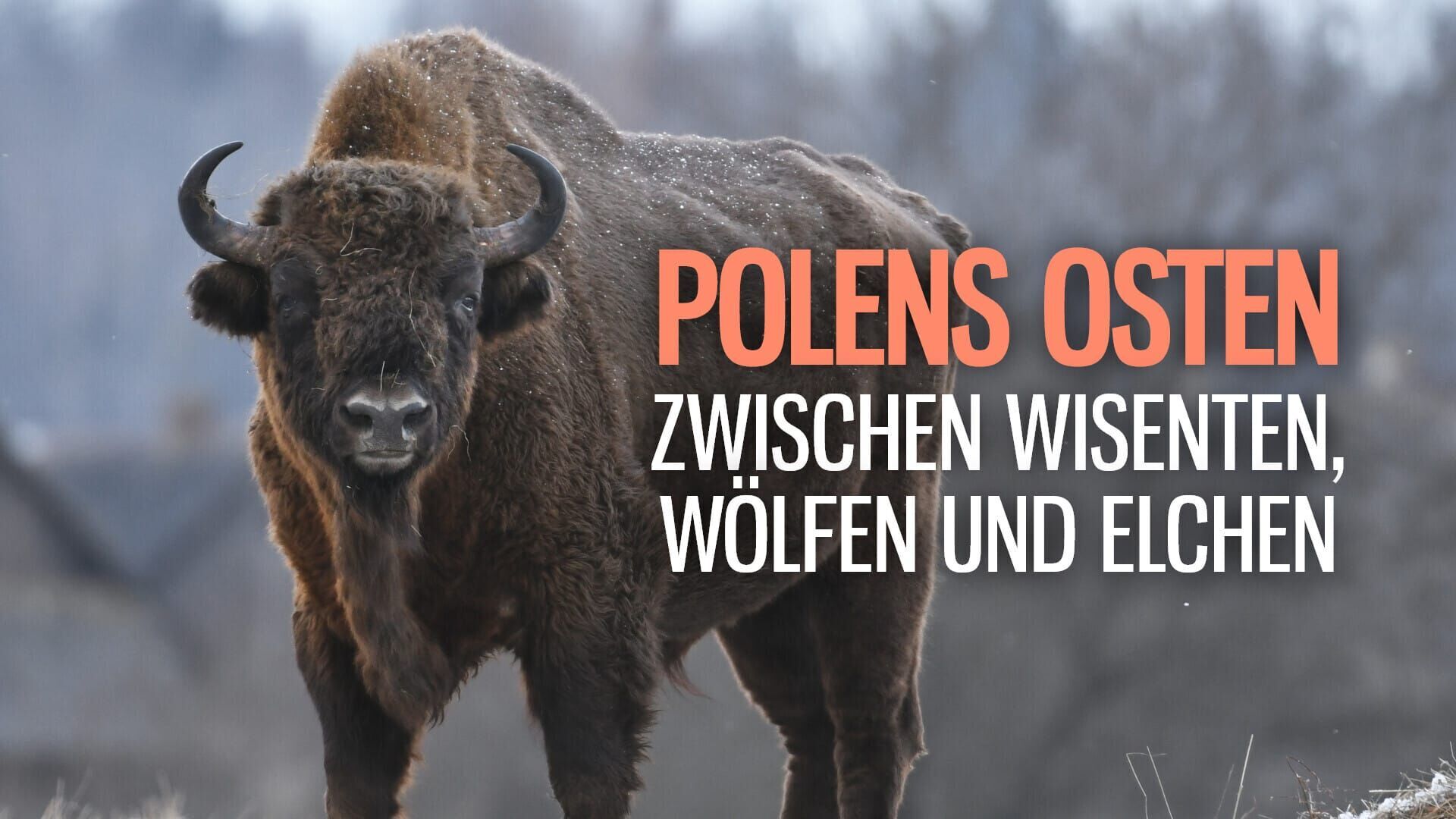 Polens Osten