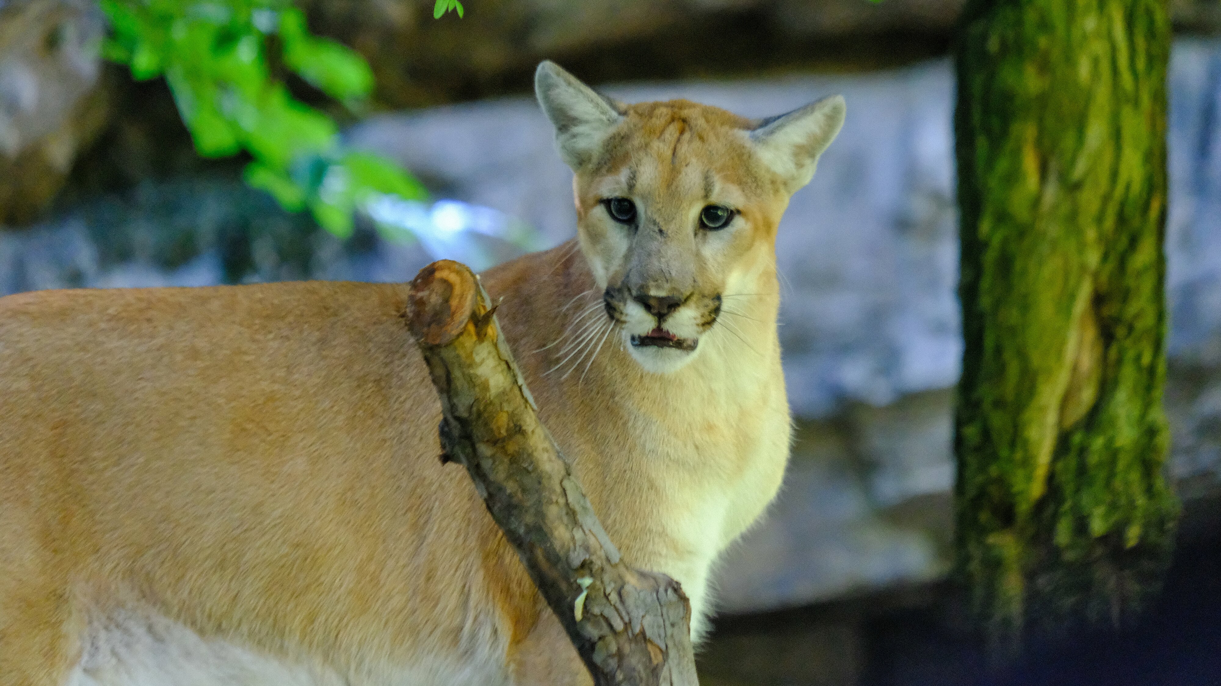 Bronx Zoo – Tierpark der Superlative