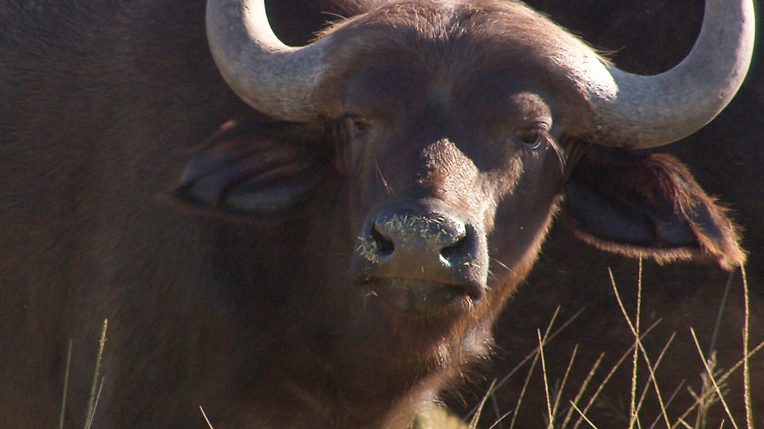 Am Kap der wilden Tiere