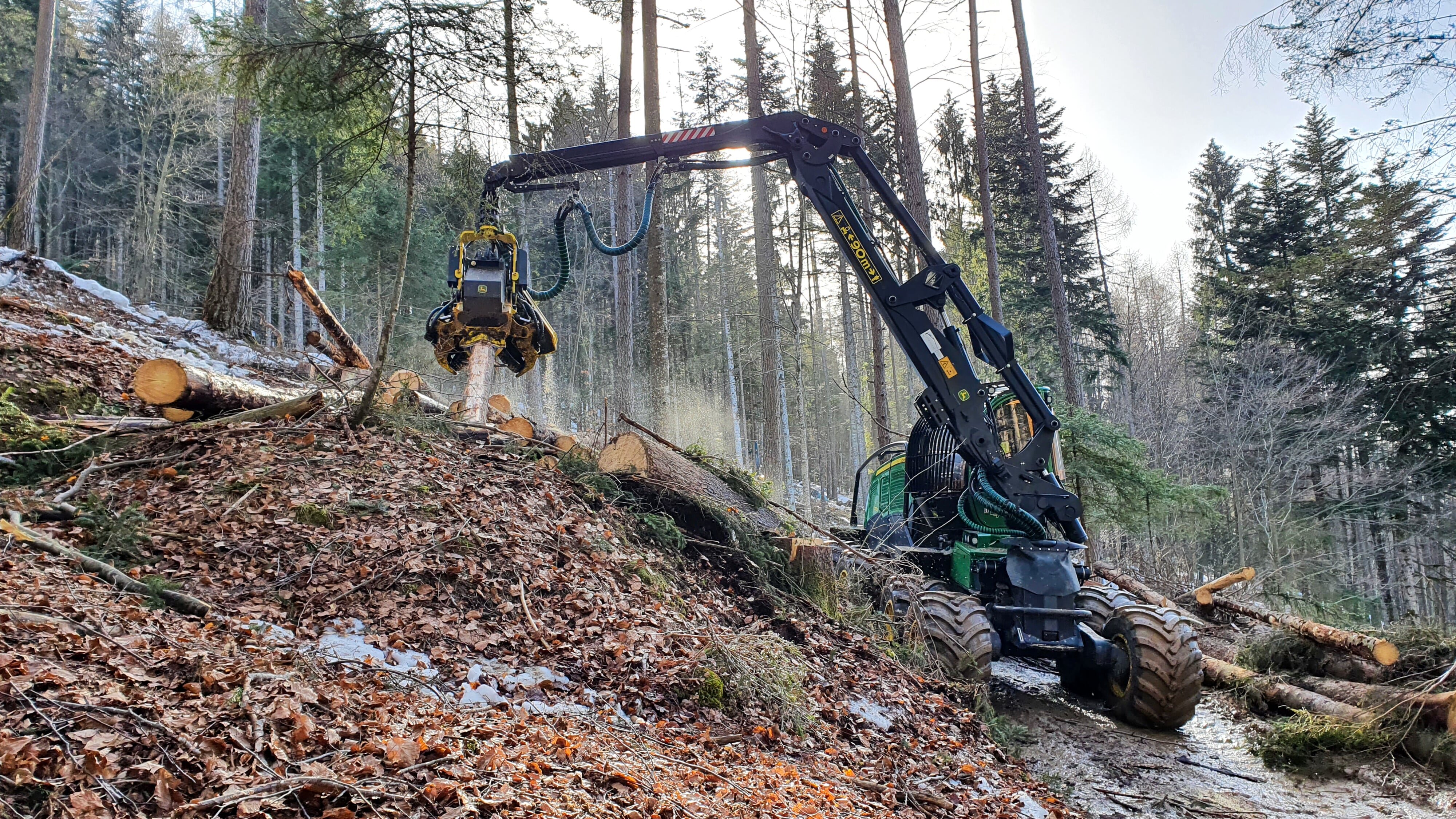 Undercut – Stämme, Schweiß und Sägespäne