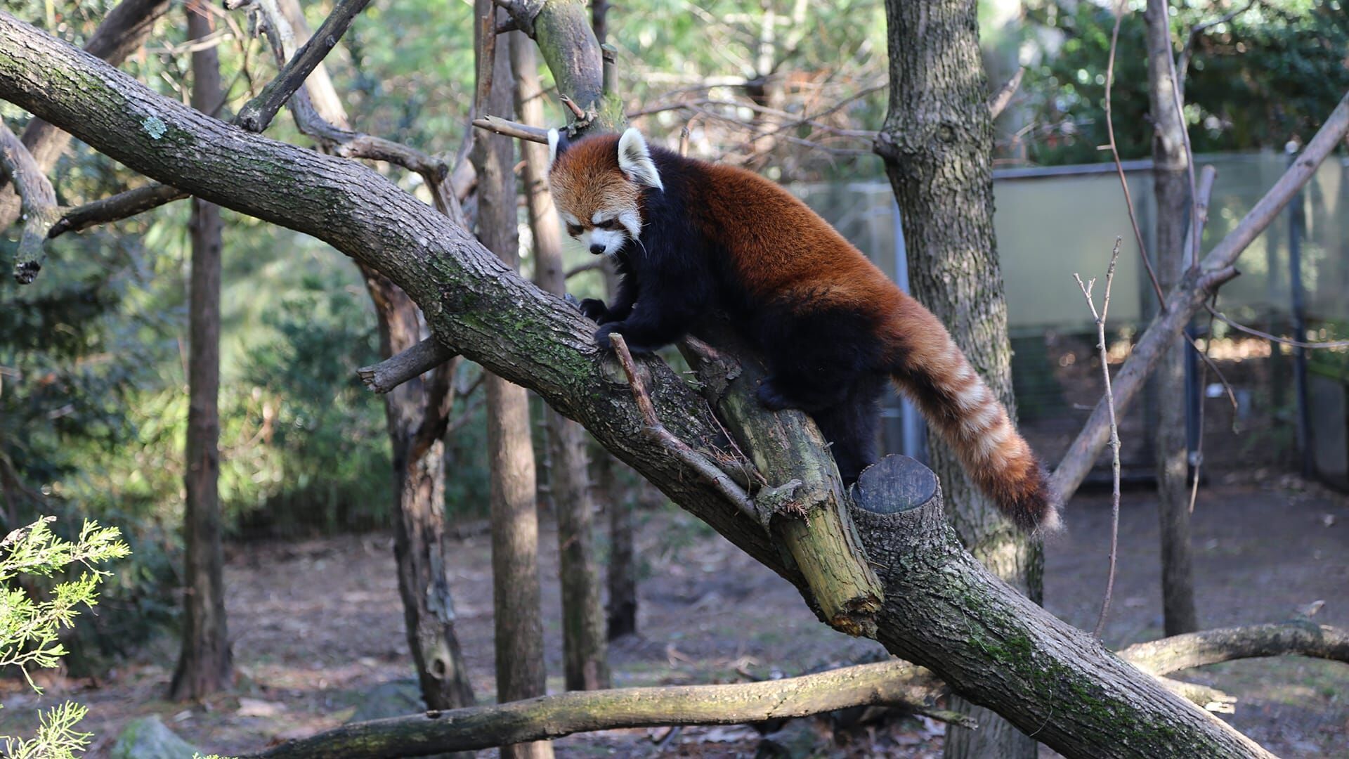 Bronx Zoo – Tierpark der Superlative