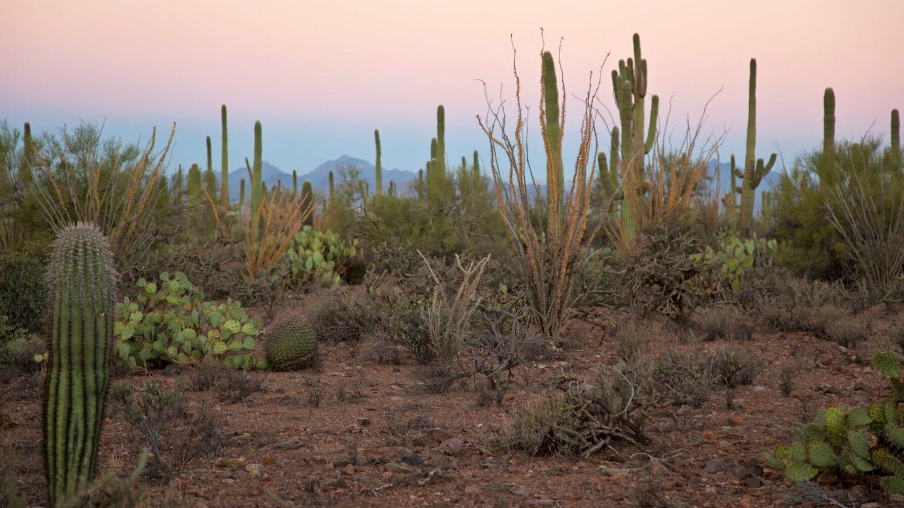 Amerikas beste Idee – 150 Jahre Nationalparks