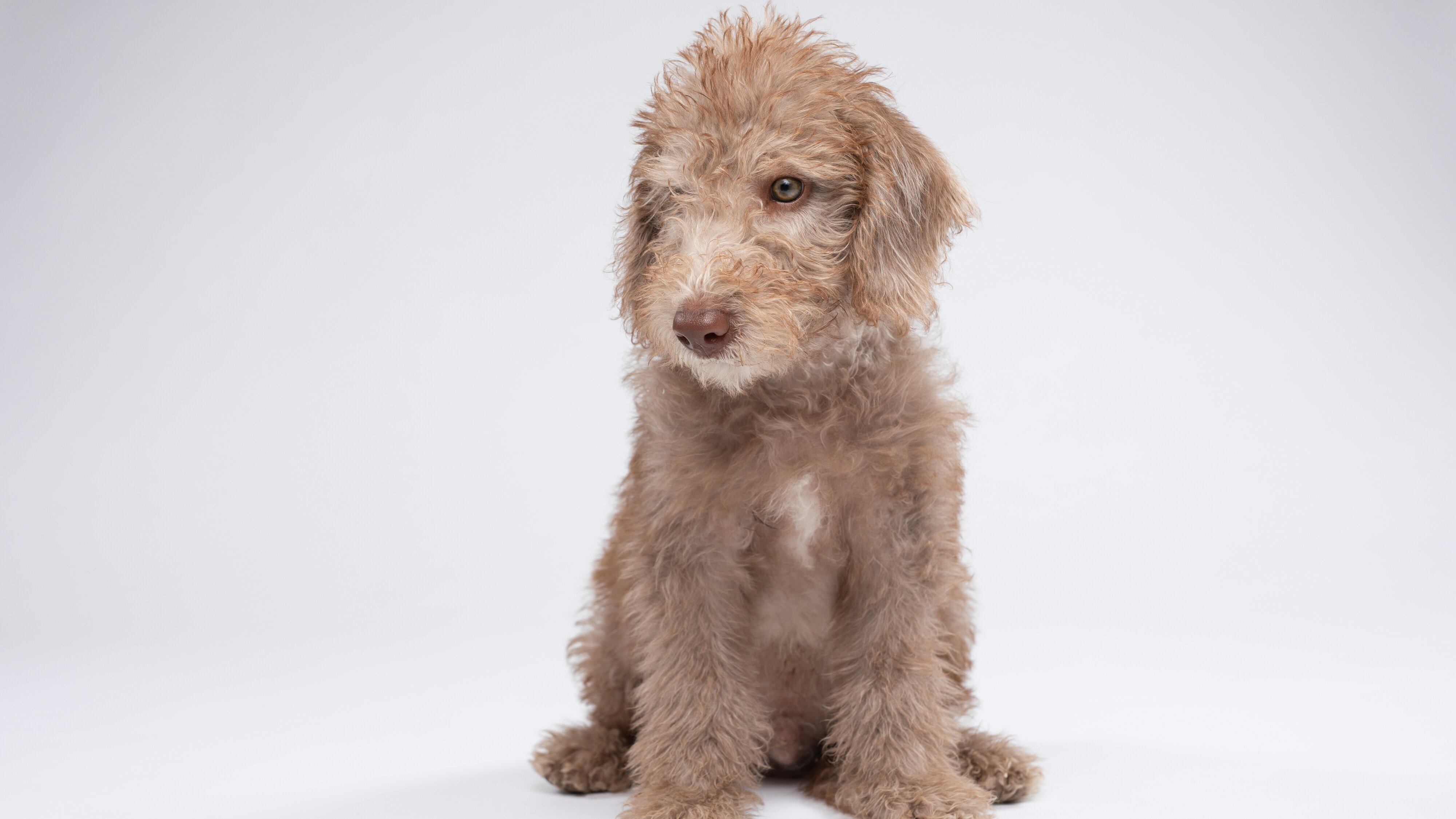 Hundebabys – Chaos auf vier Pfoten