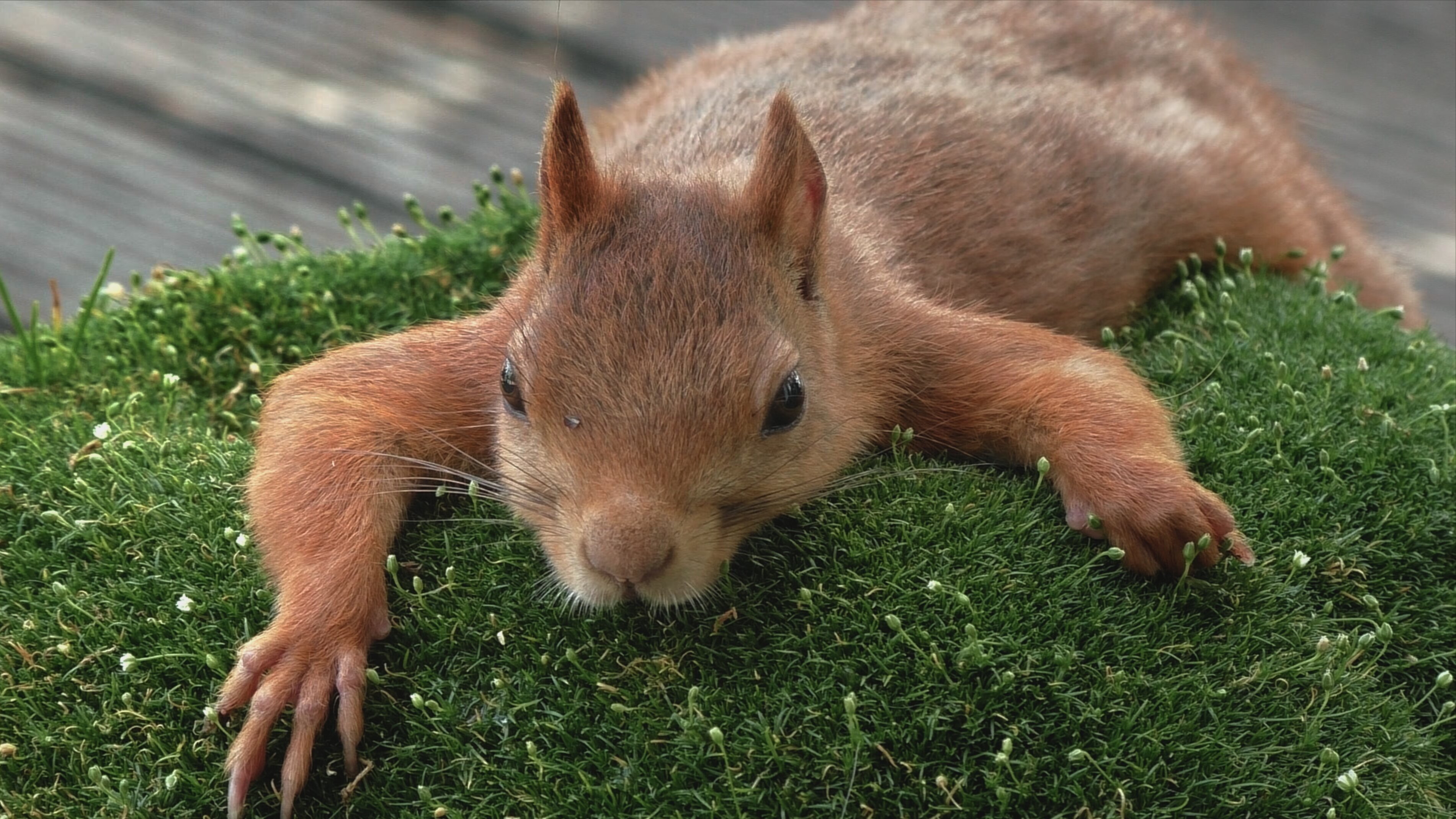 Die verrückte Welt der Hörnchen