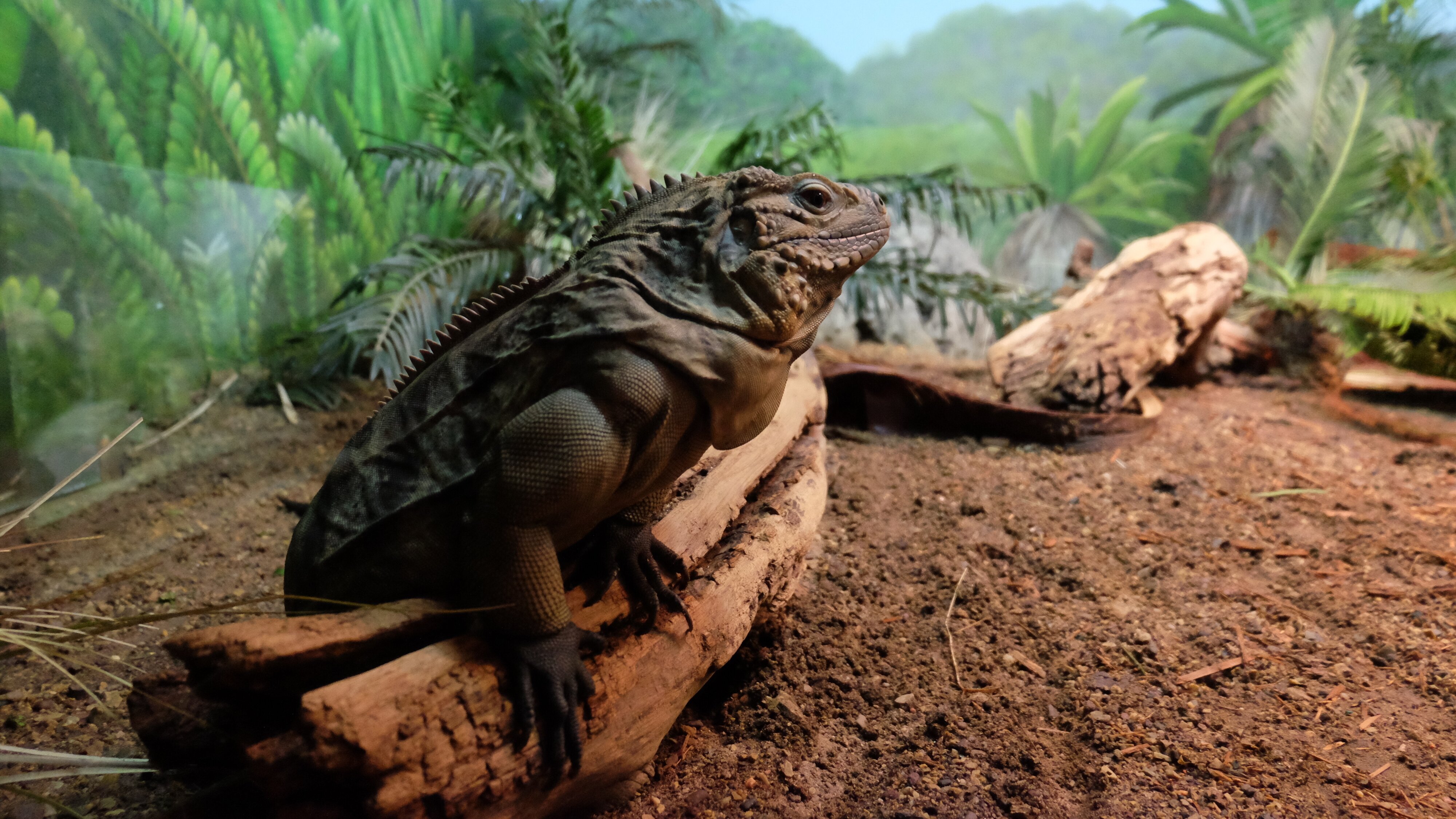Bronx Zoo – Tierpark der Superlative