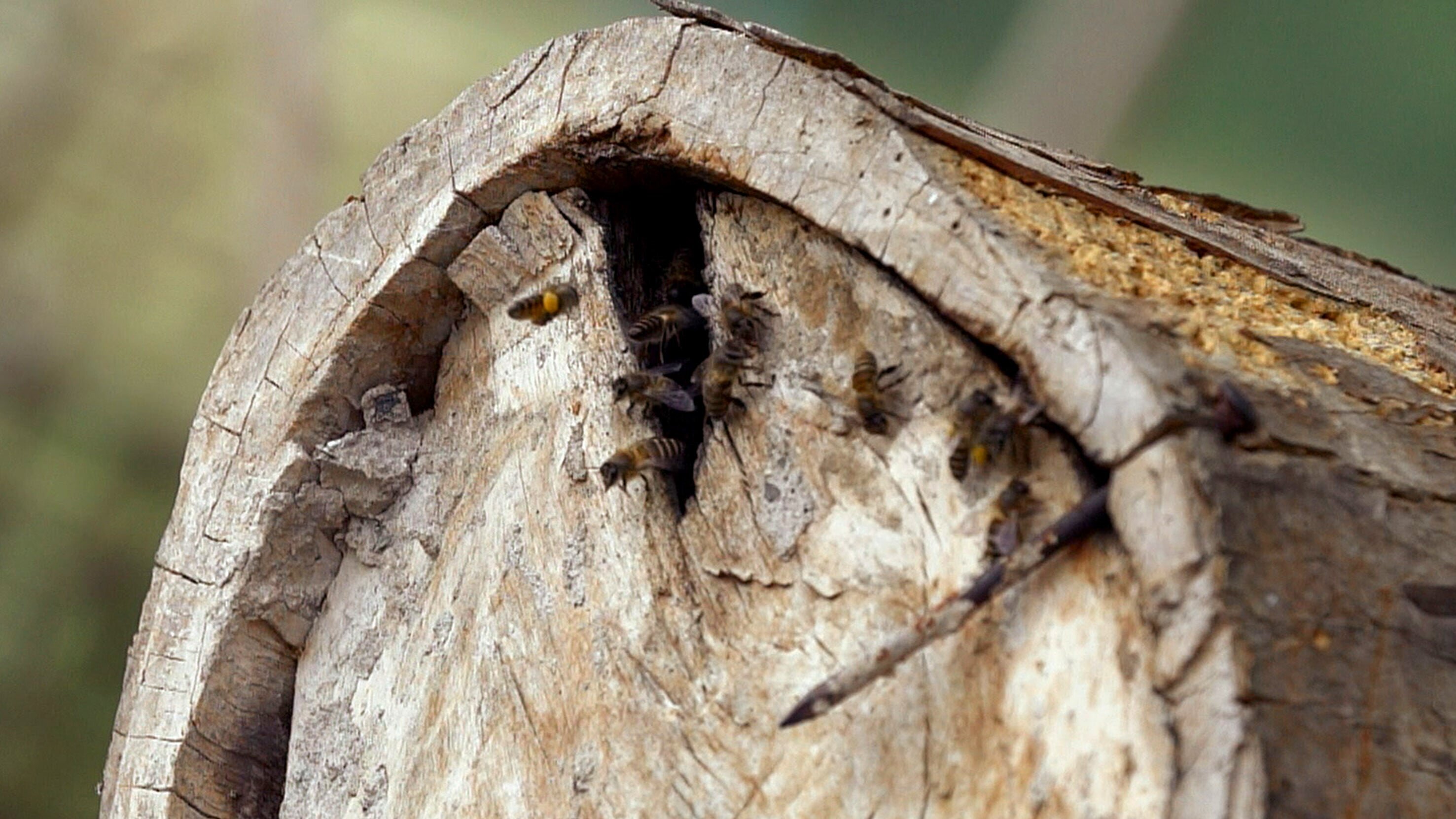 Die Bienenflüsterer