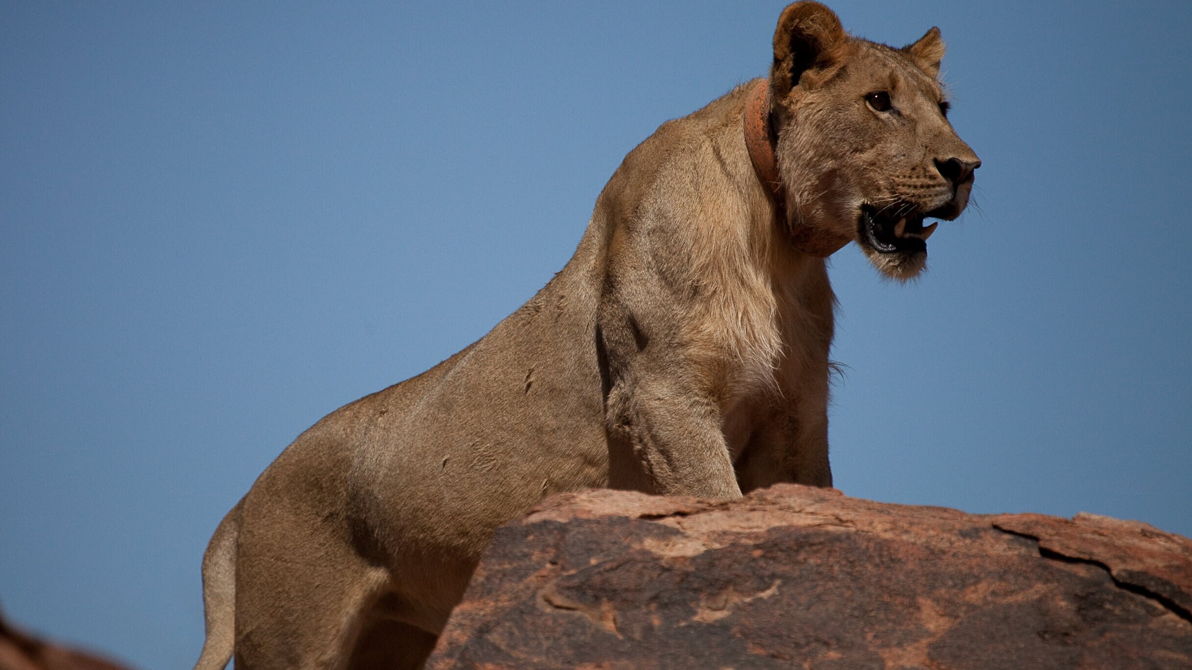 Die Wüstenlöwen der Namib – Aufbruch und Wiederkehr