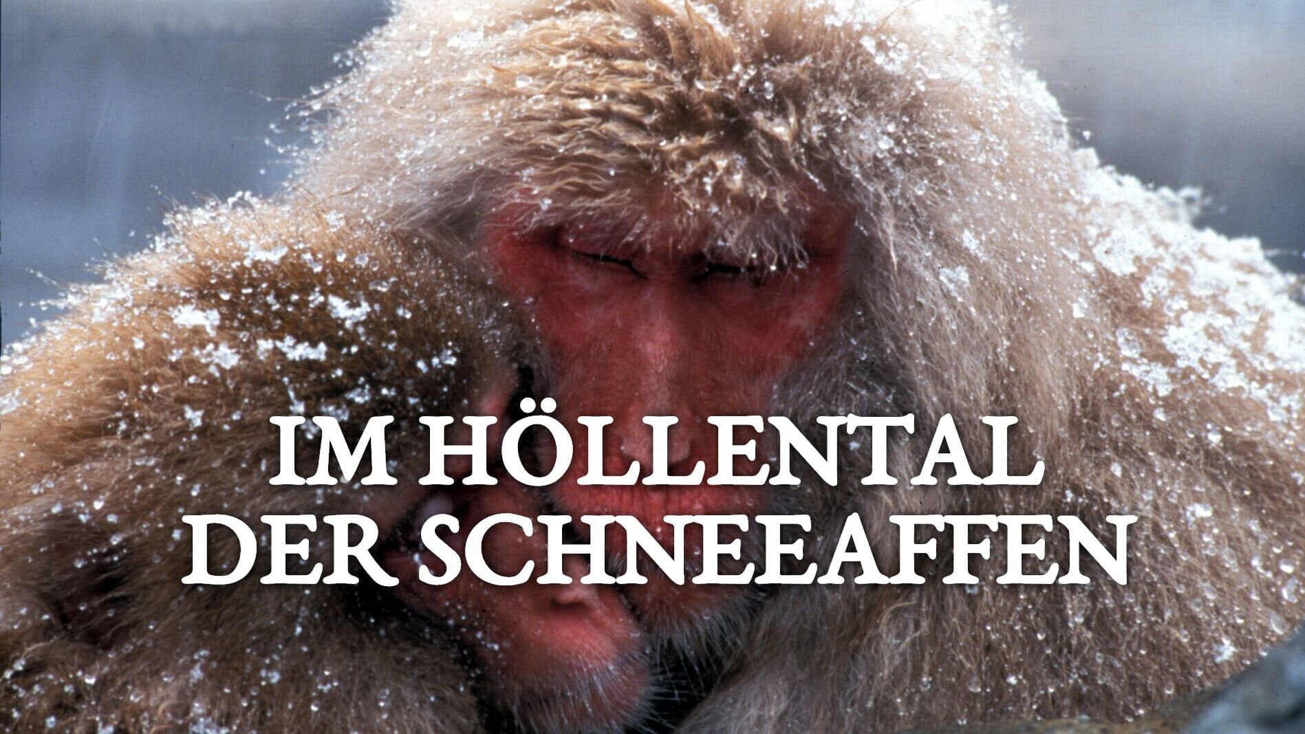 Im Höllental der Schneeaffen