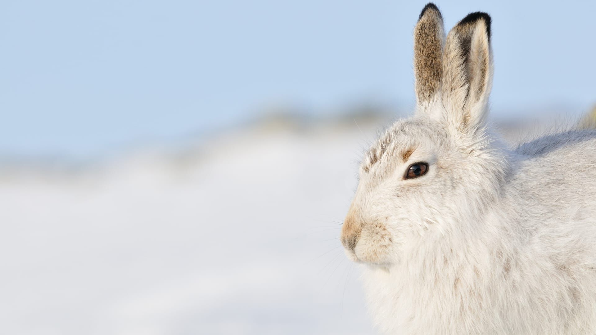 Schottlands neue Wildnis