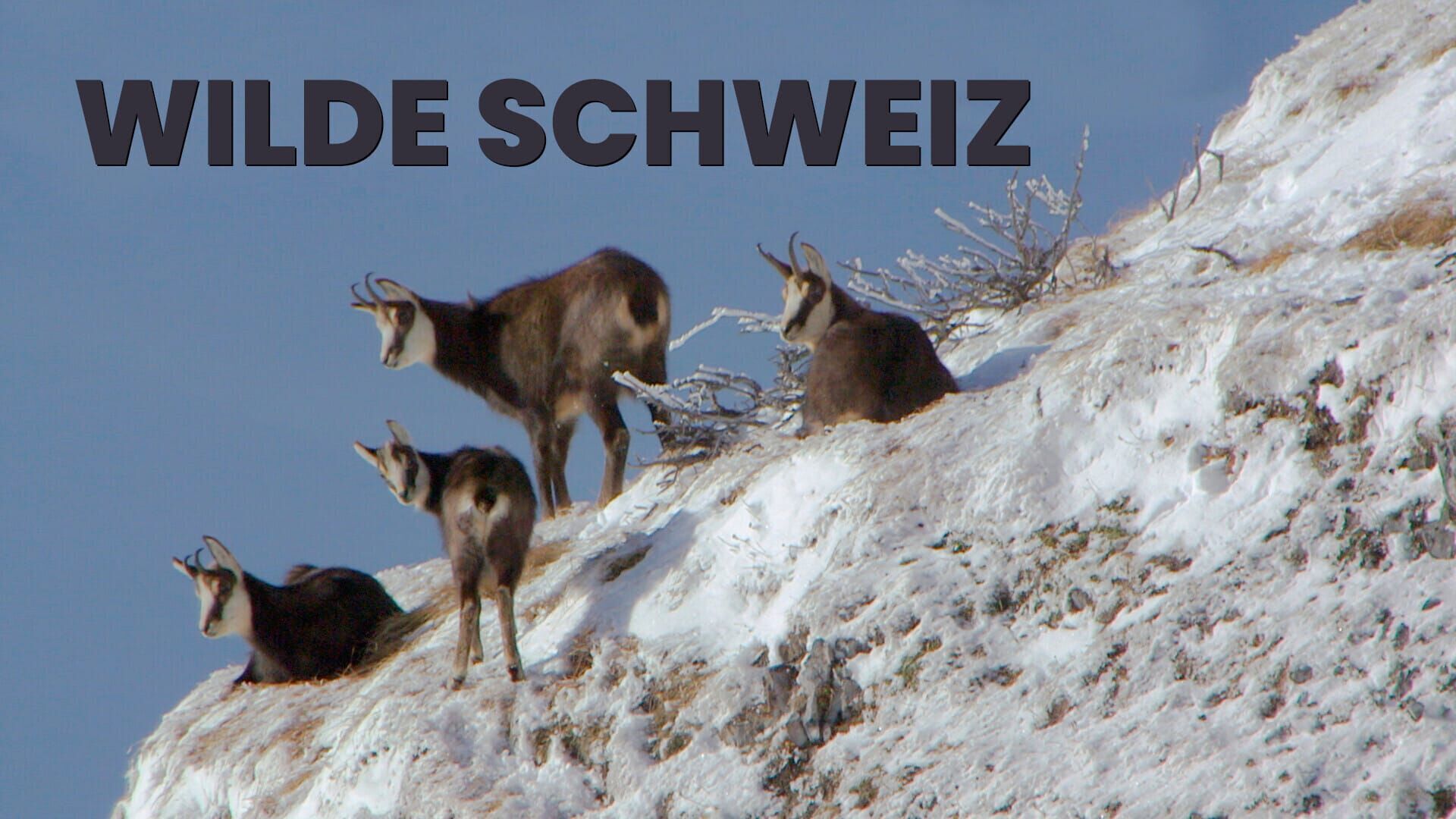 Wilde Schweiz