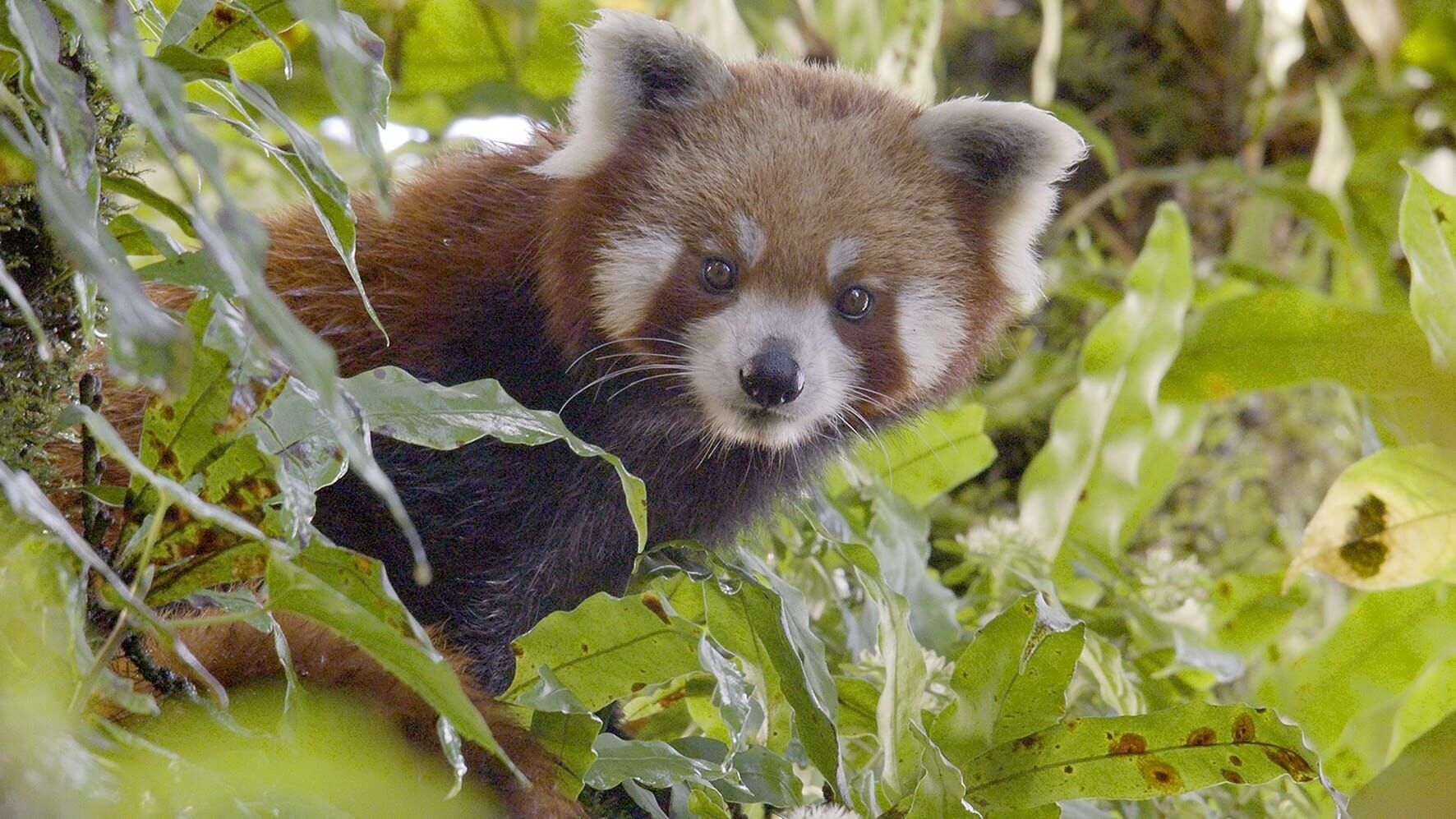 Der kleine Panda