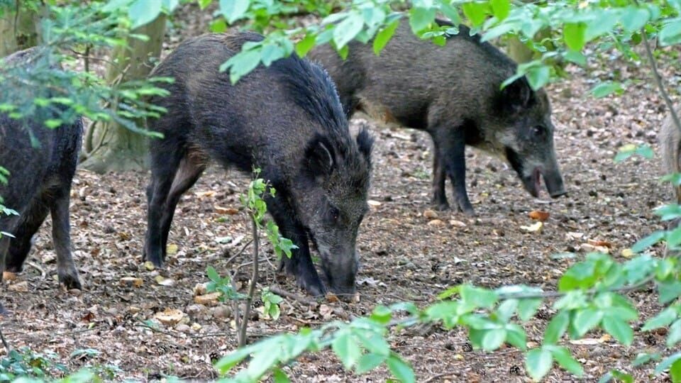 Pia und die wilden Tiere