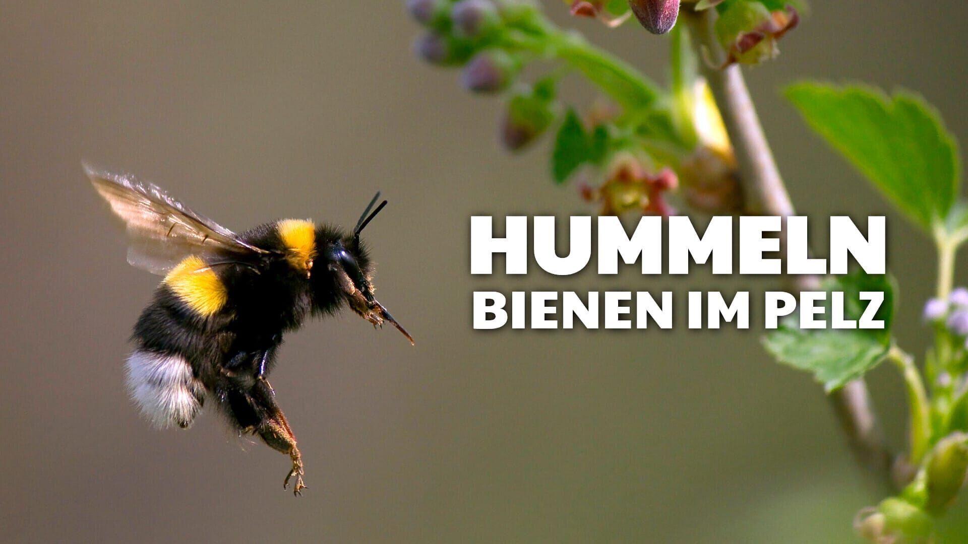 Hummeln – Bienen im Pelz