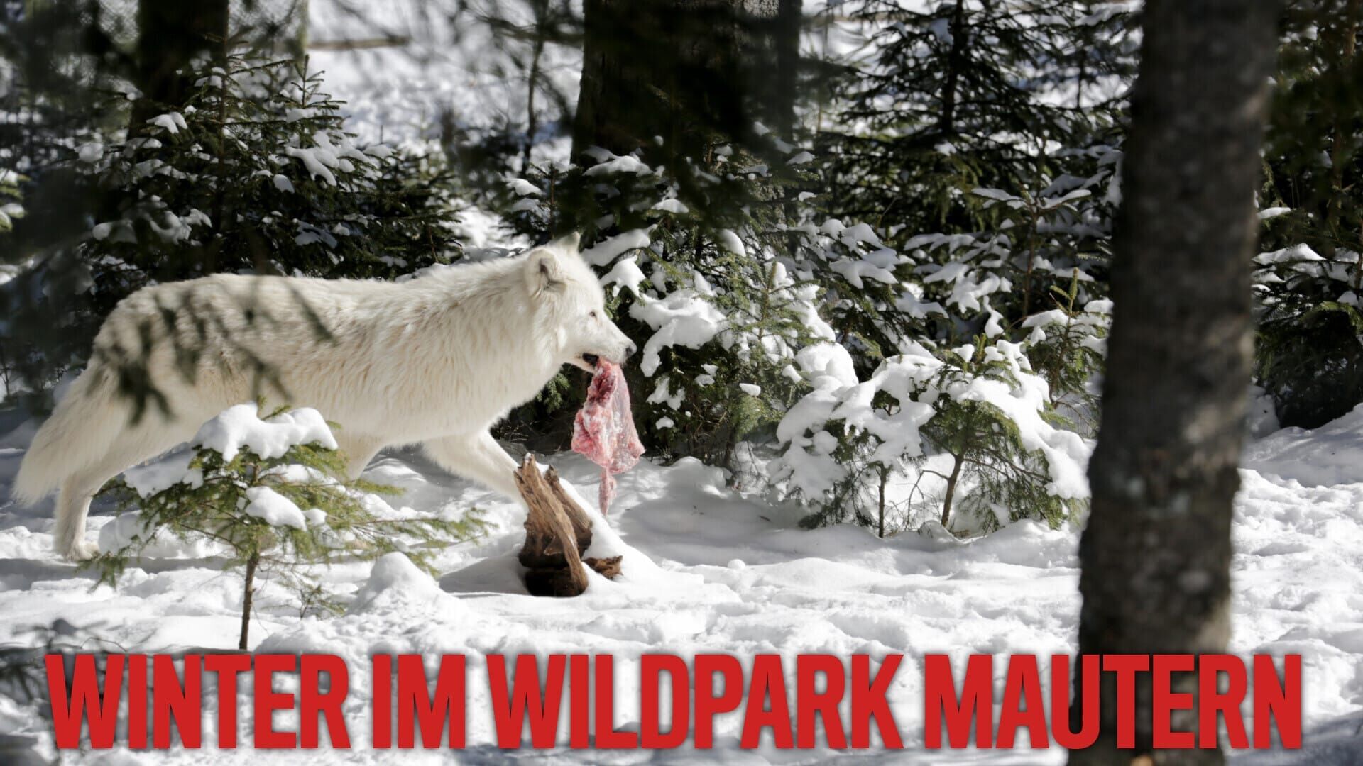 Winter im Wildpark Mautern