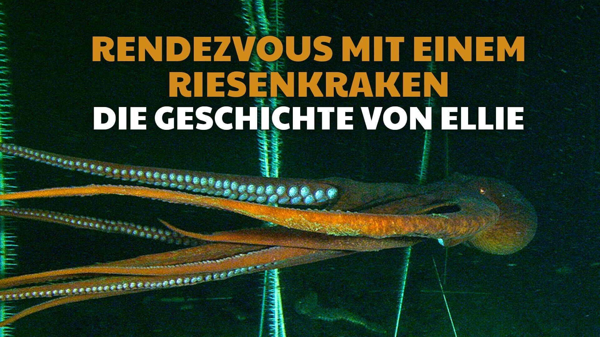 Riesenkraken: Geheimnisvolle Wesen aus der Tiefe