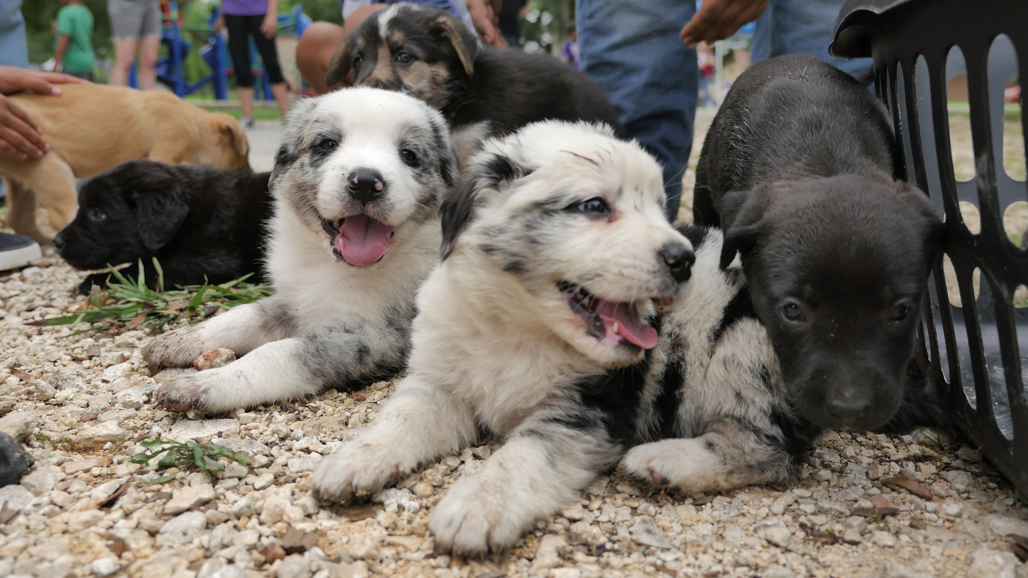 Die Tierärzte von Houston