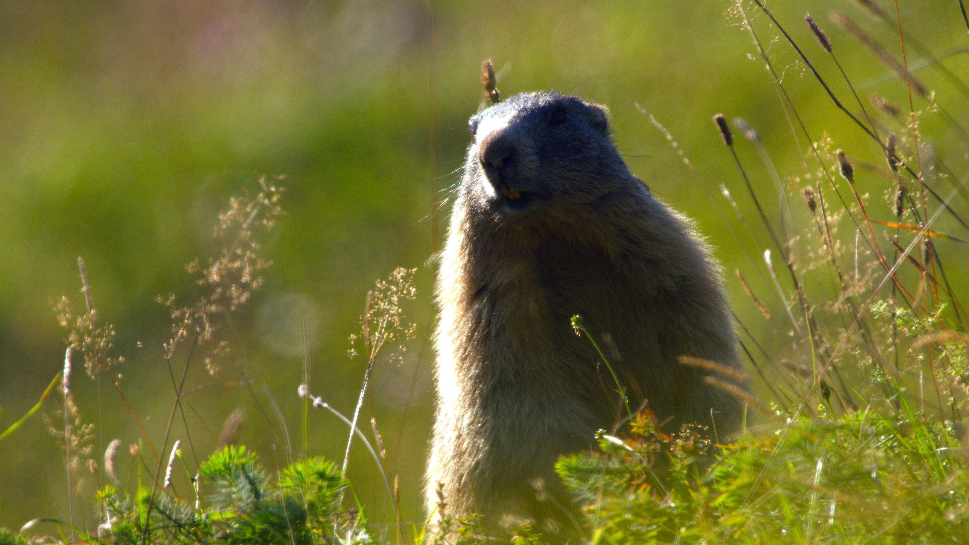 Bayerns Naturdenkmäler – Von Höllental bis Teufelsküche