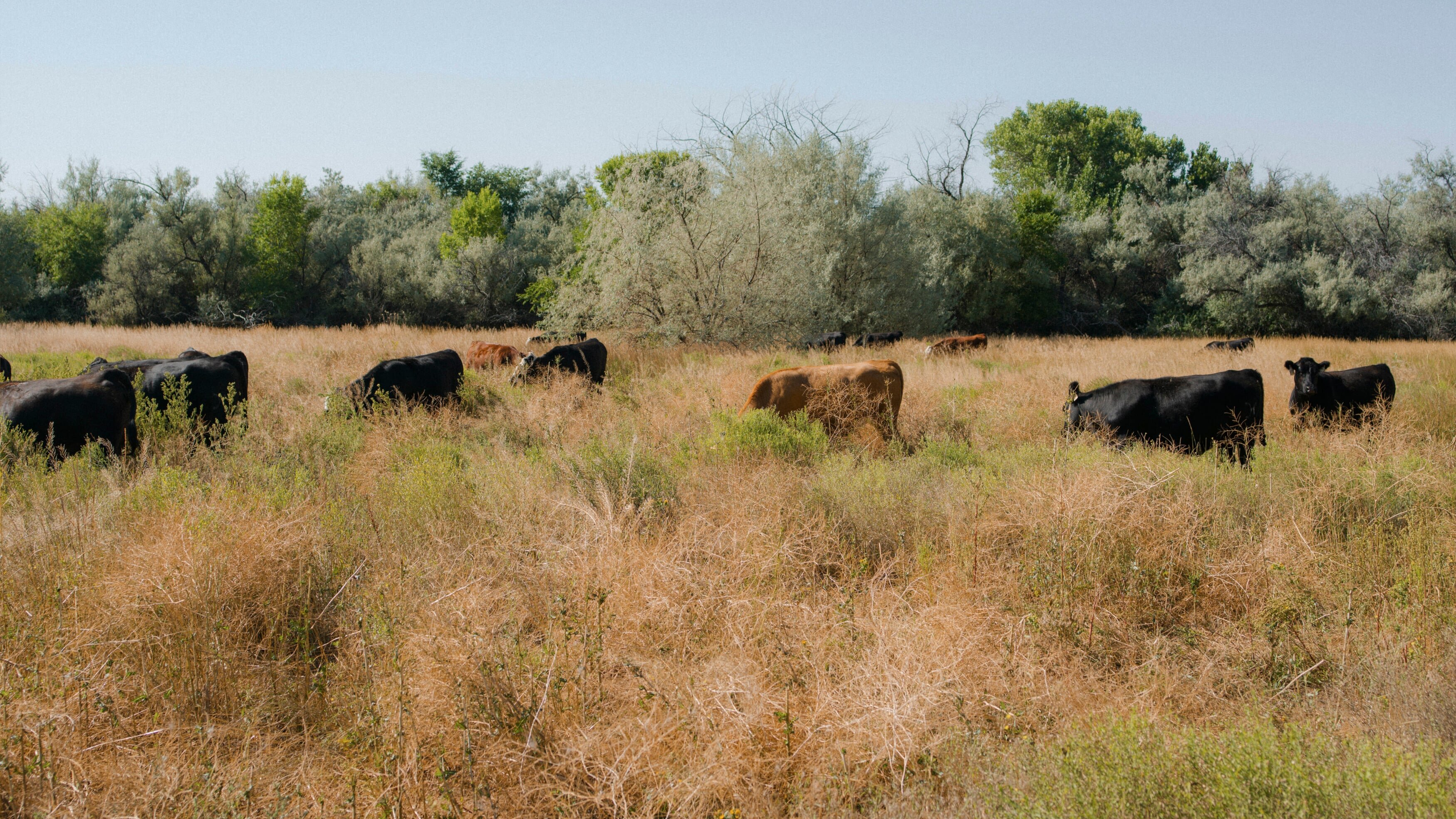 Das Geheimnis der Skinwalker Ranch