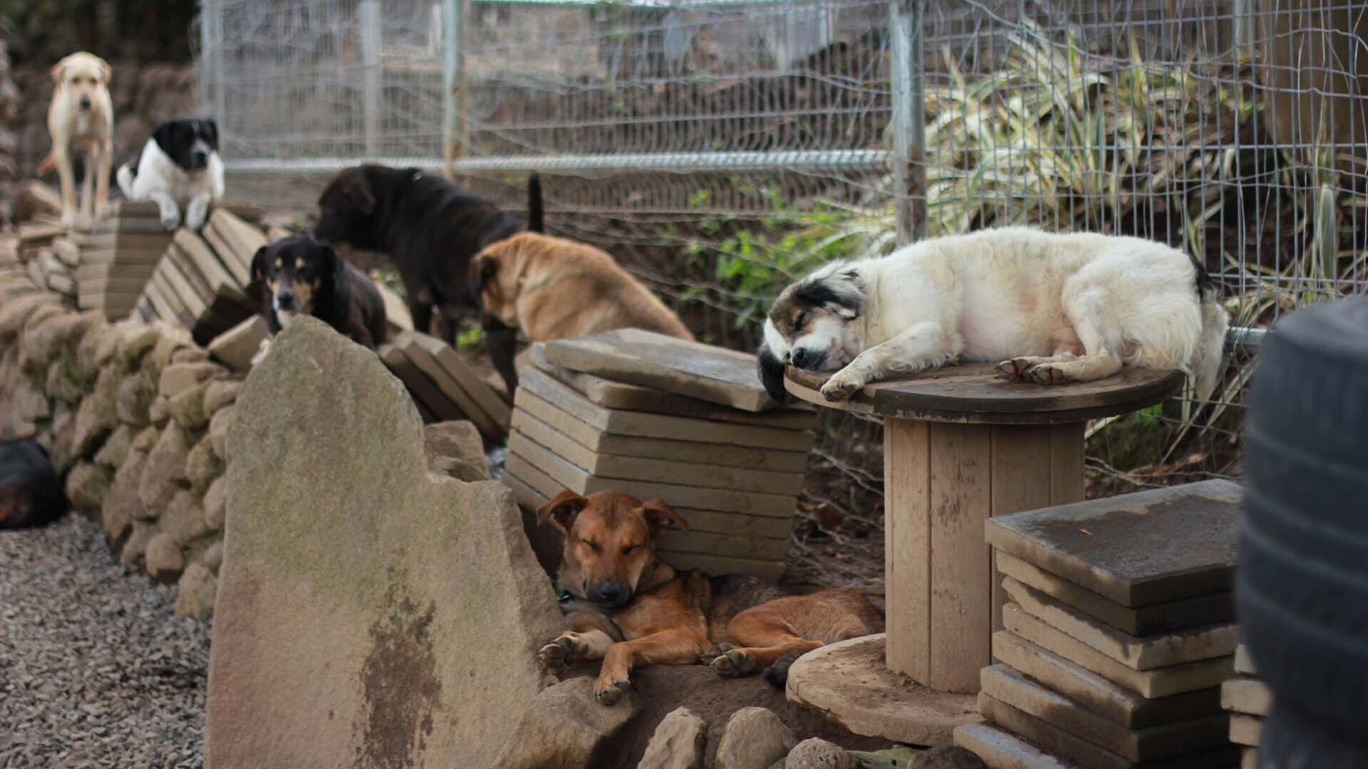 Costa Rica: Das größte Hundeheim der Welt