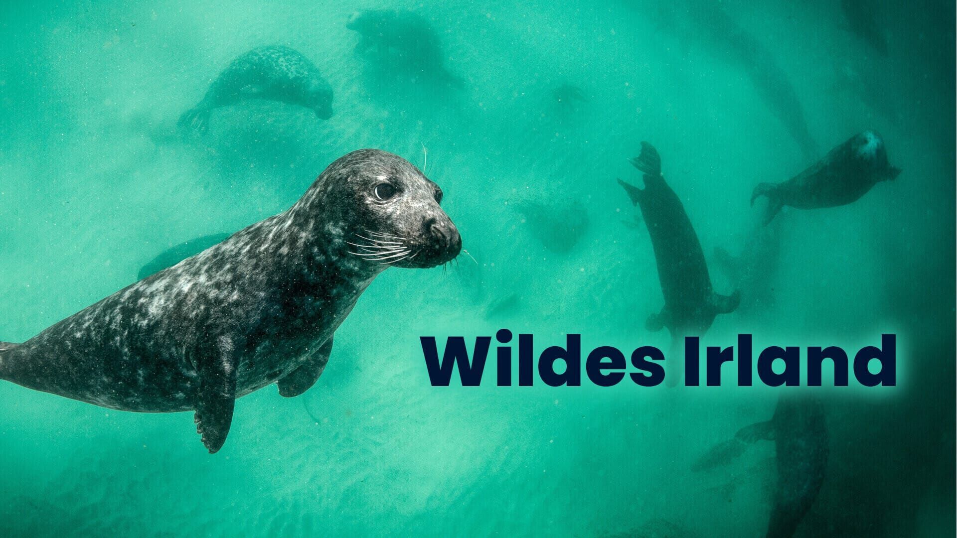 Wildes Irland
