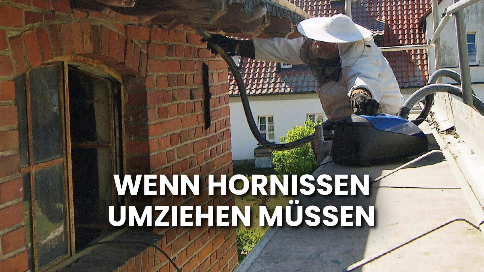 NaturNah: Wenn Hornissen umziehen müssen