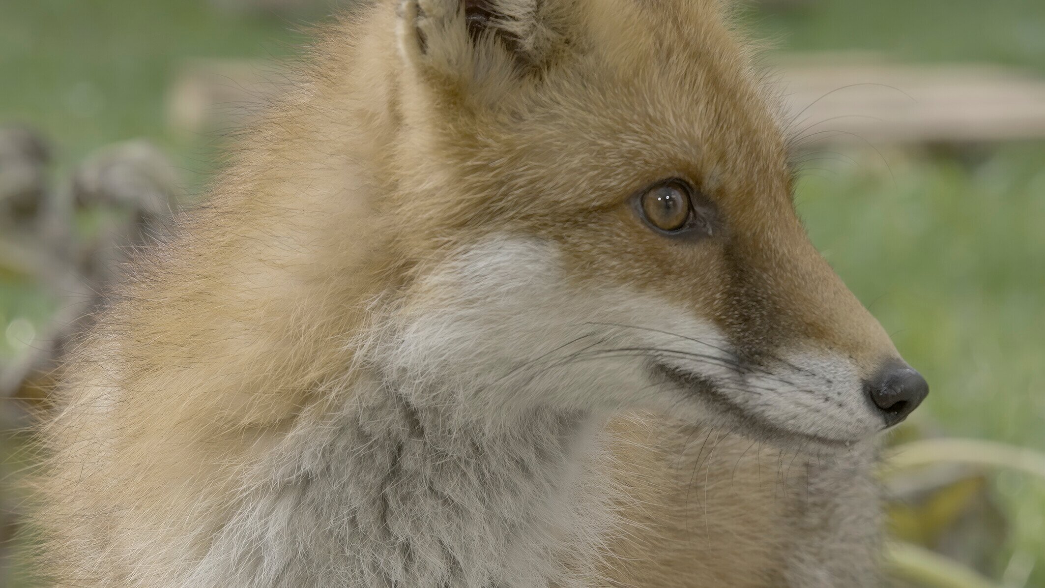 Wilde Tiere in der Stadt