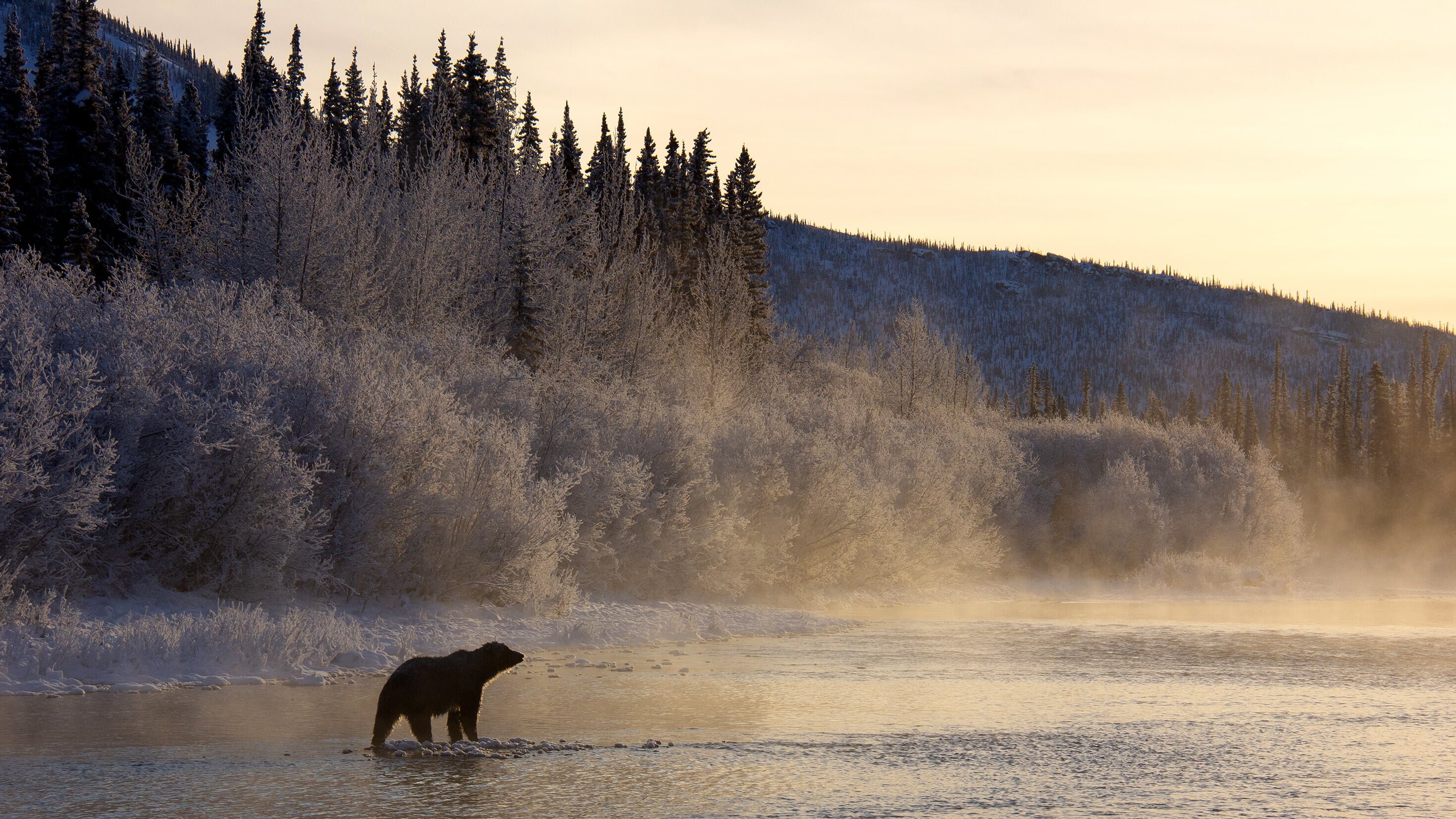 Der Berg der Bären – Yukons Grizzlys