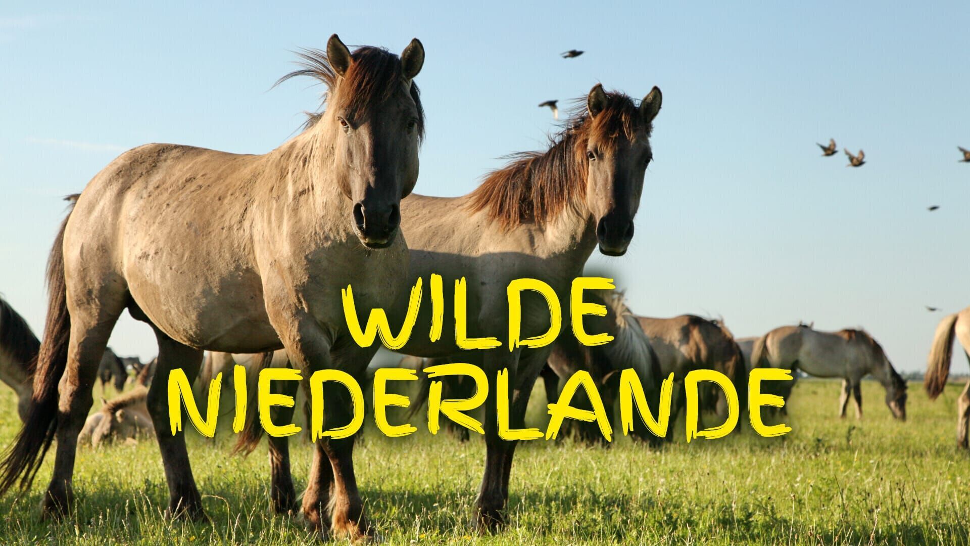 Wilde Niederlande