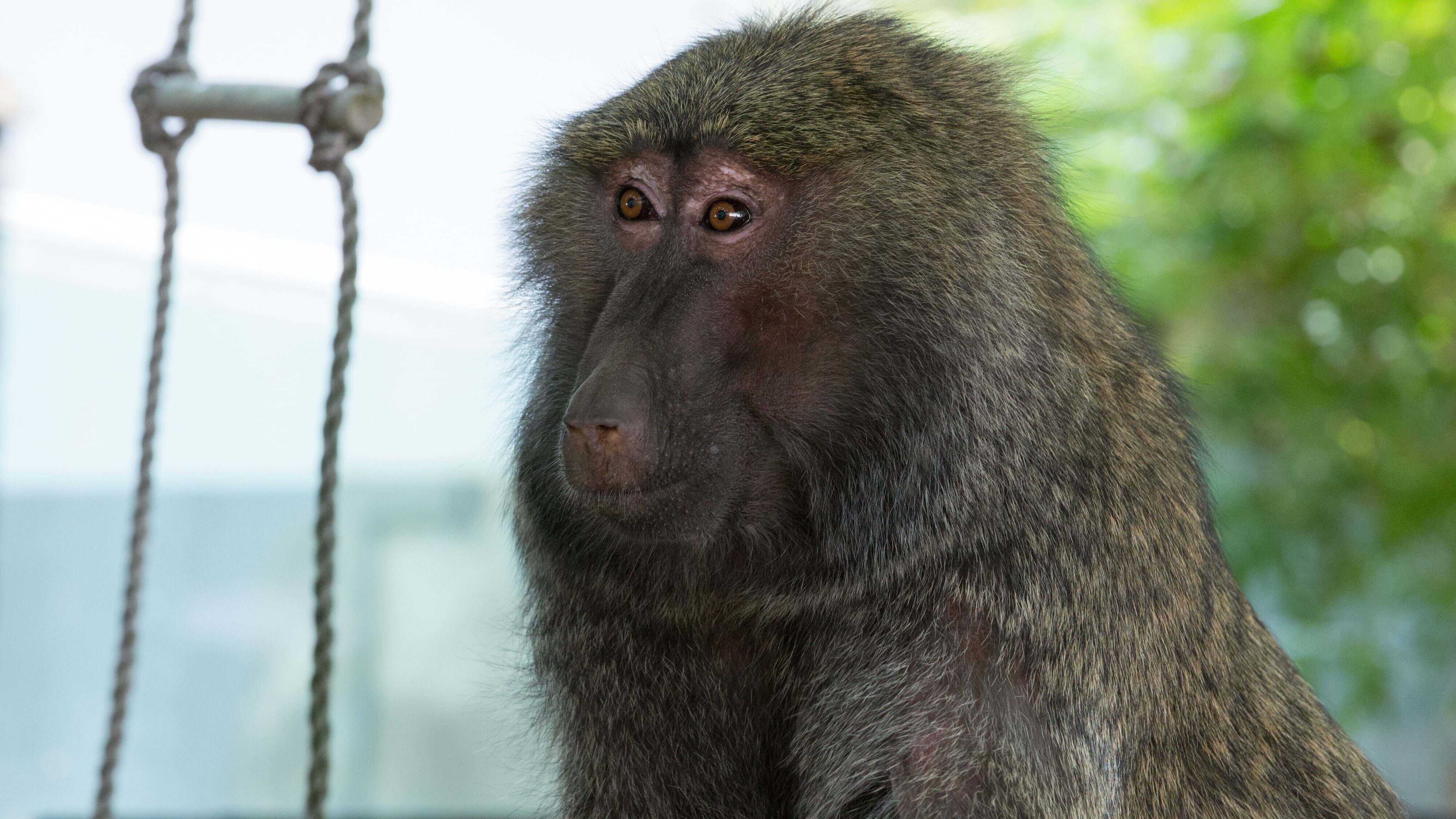 Löwenzähnchen – Eine Schnüffelnase auf Entdeckungstour