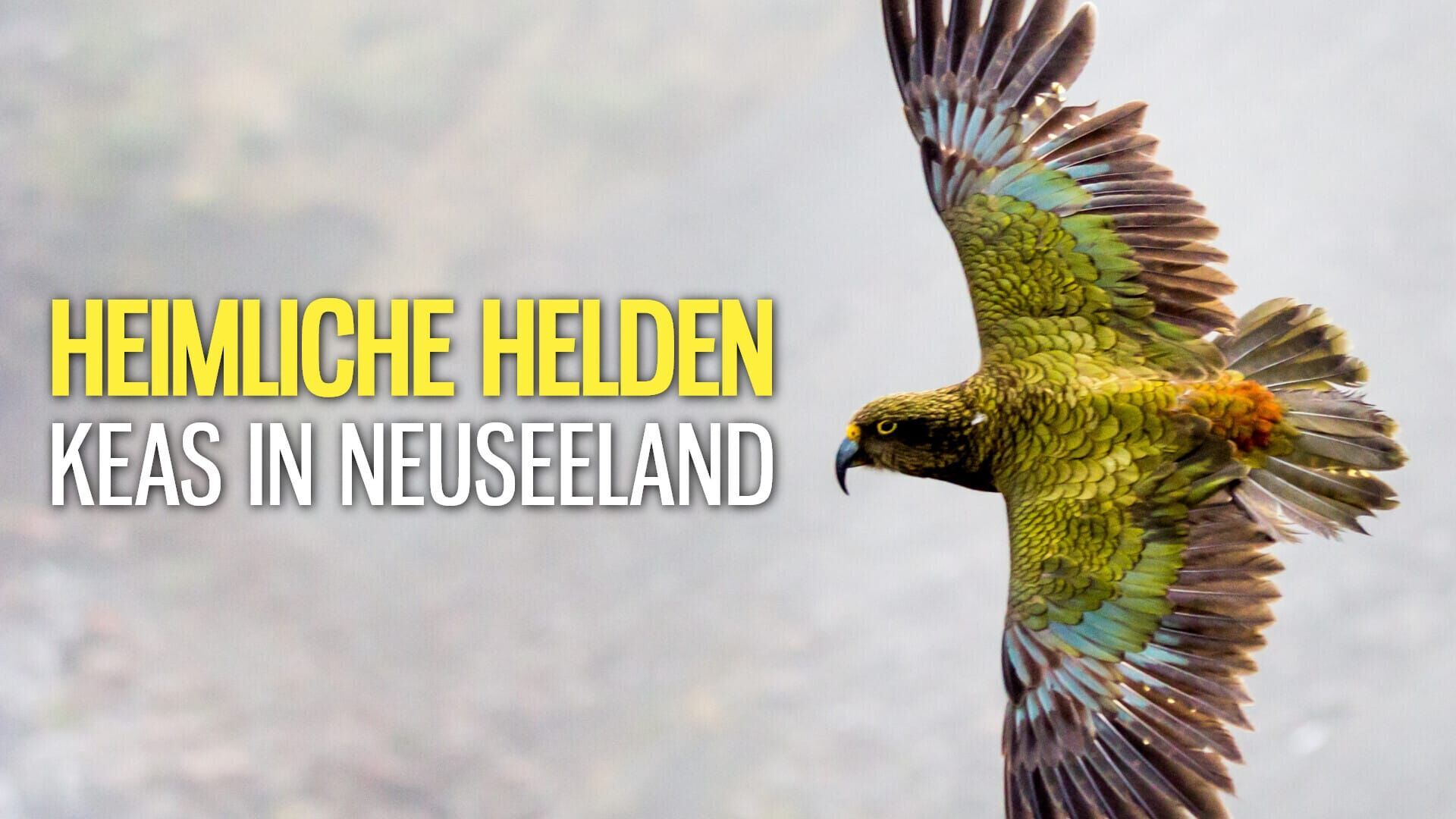 Heimliche Helden – Keas in Neuseeland
