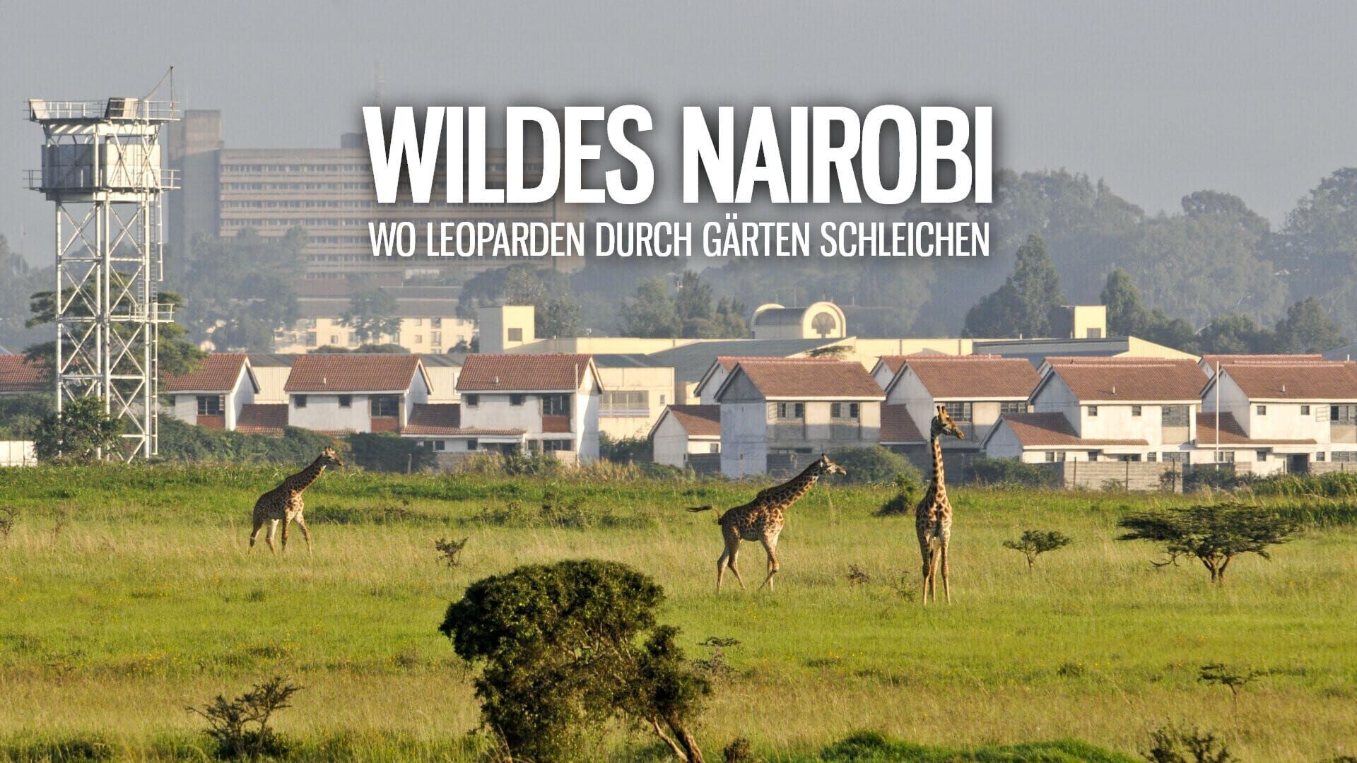 Wildes Nairobi – Wo Leoparden durch Gärten schleichen