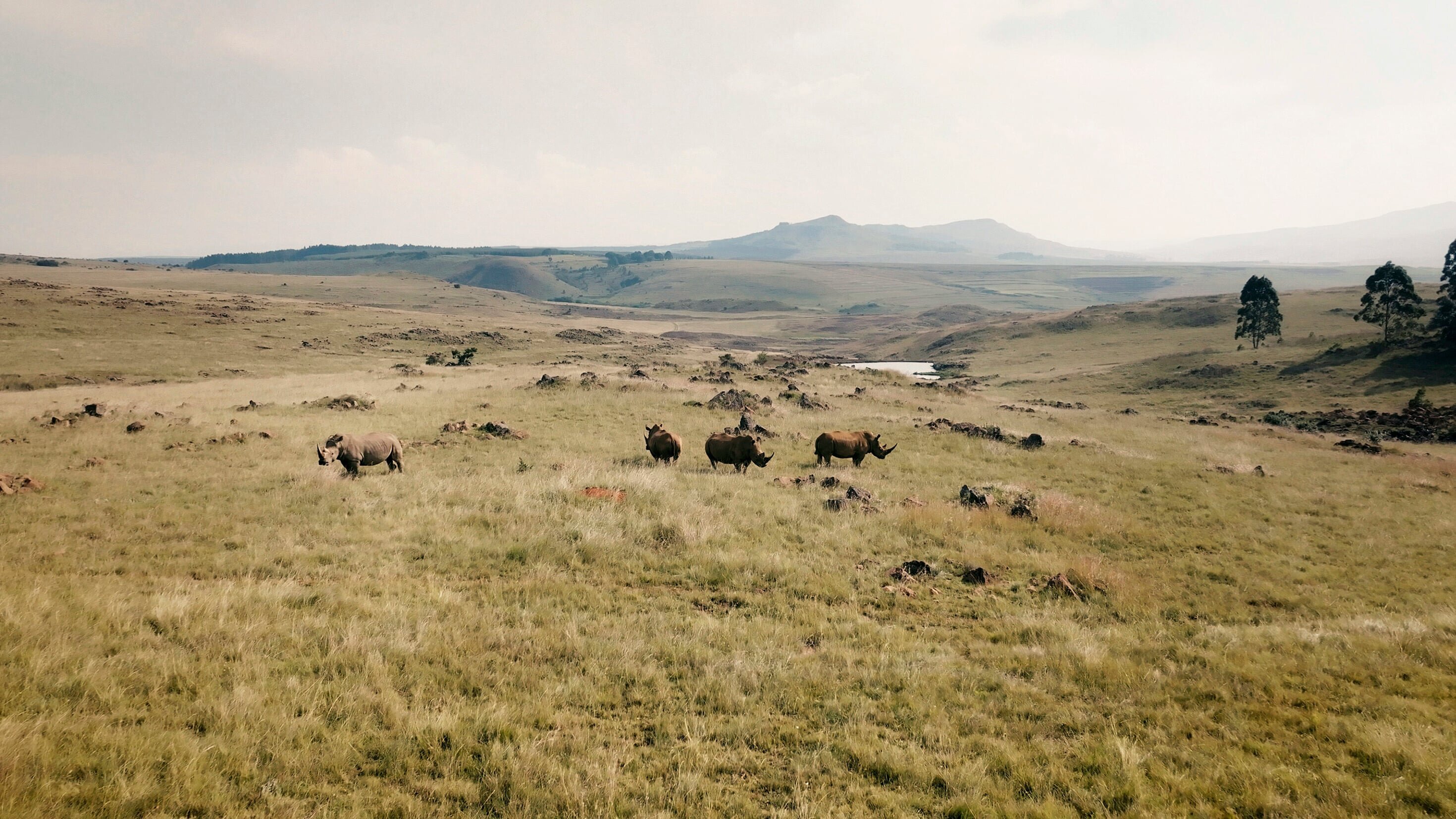 Tiere als Trophäen – Wer rettet Elefant, Löwe & Co.?