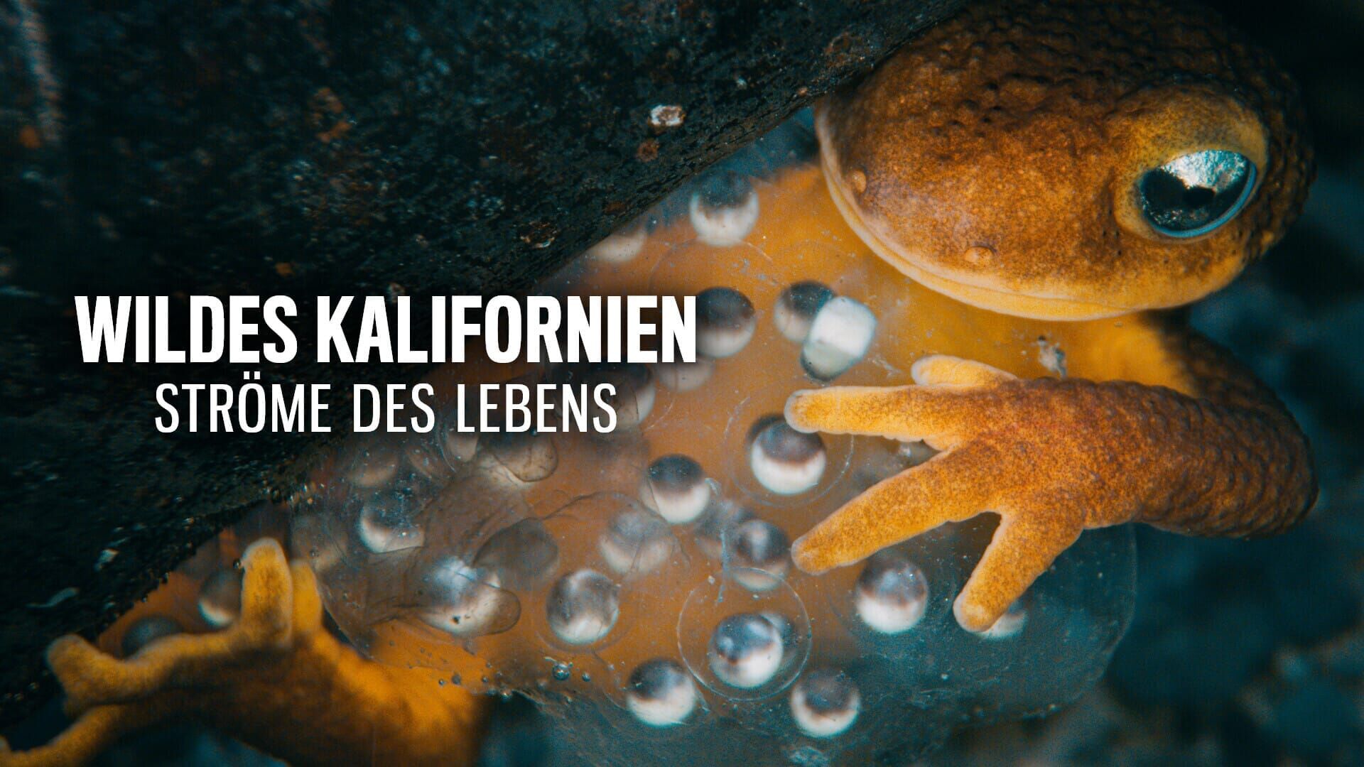 Wildes Kalifornien – Flüsse des Lebens