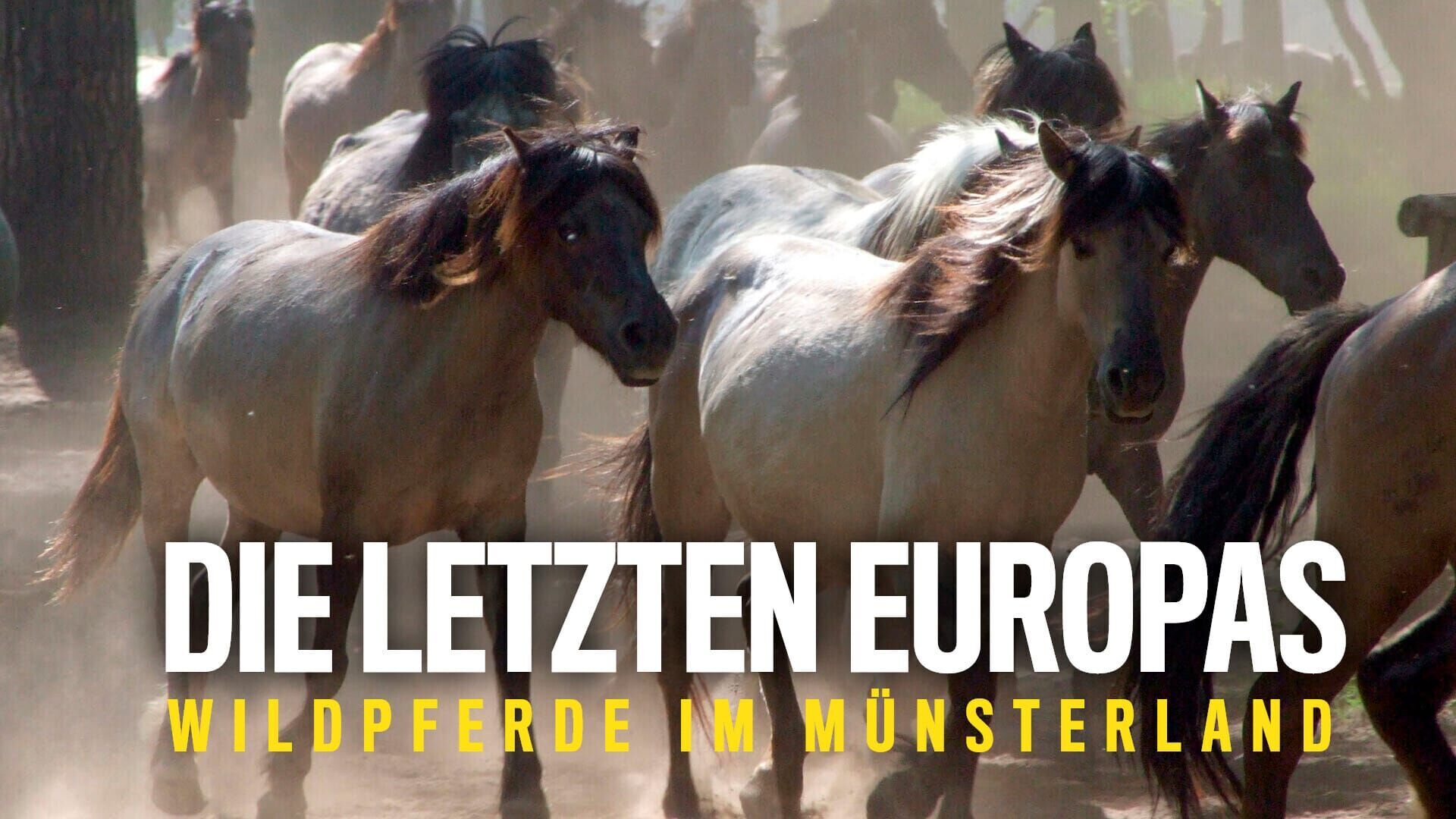Die letzten Europas – Wildpferde im Münsterland
