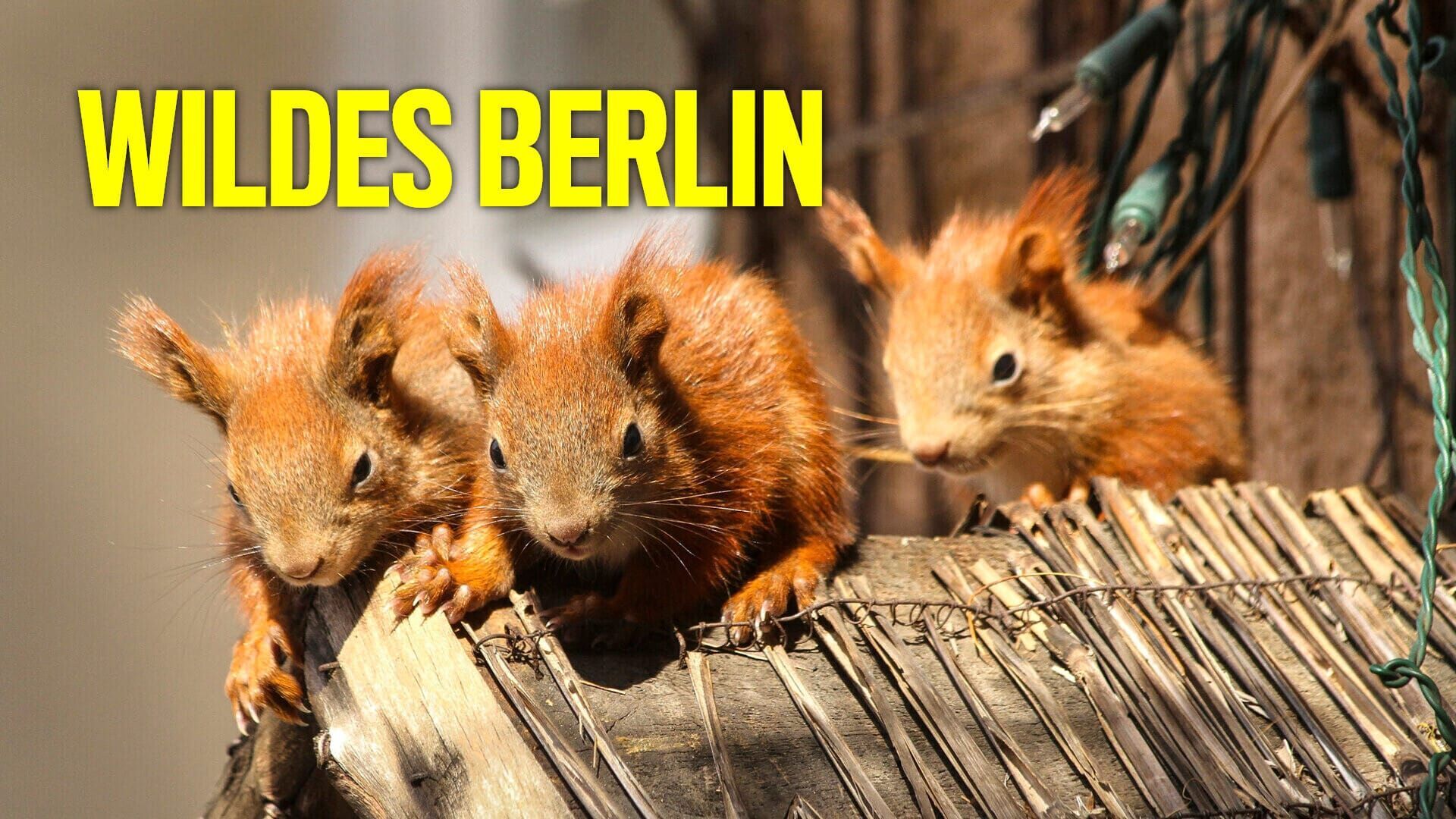 Wildes Berlin