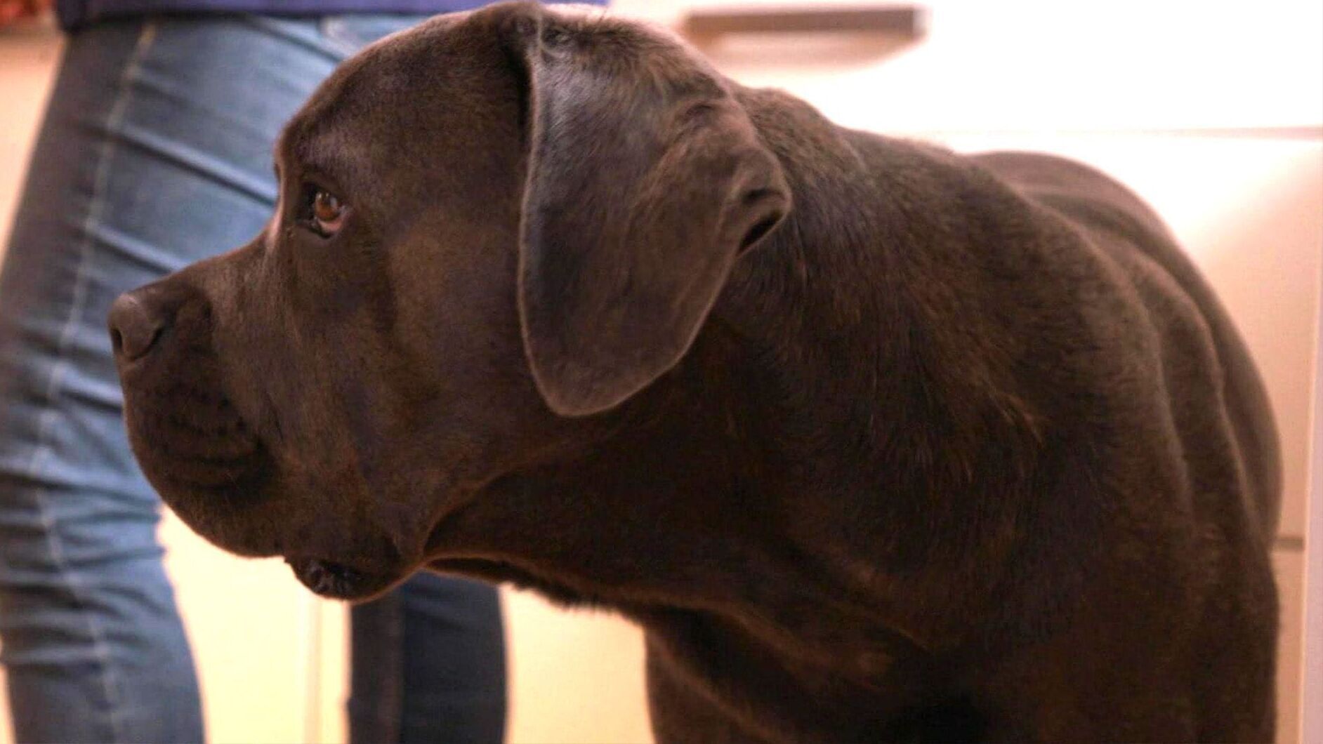 Der Hundeprofi – Rütters Team