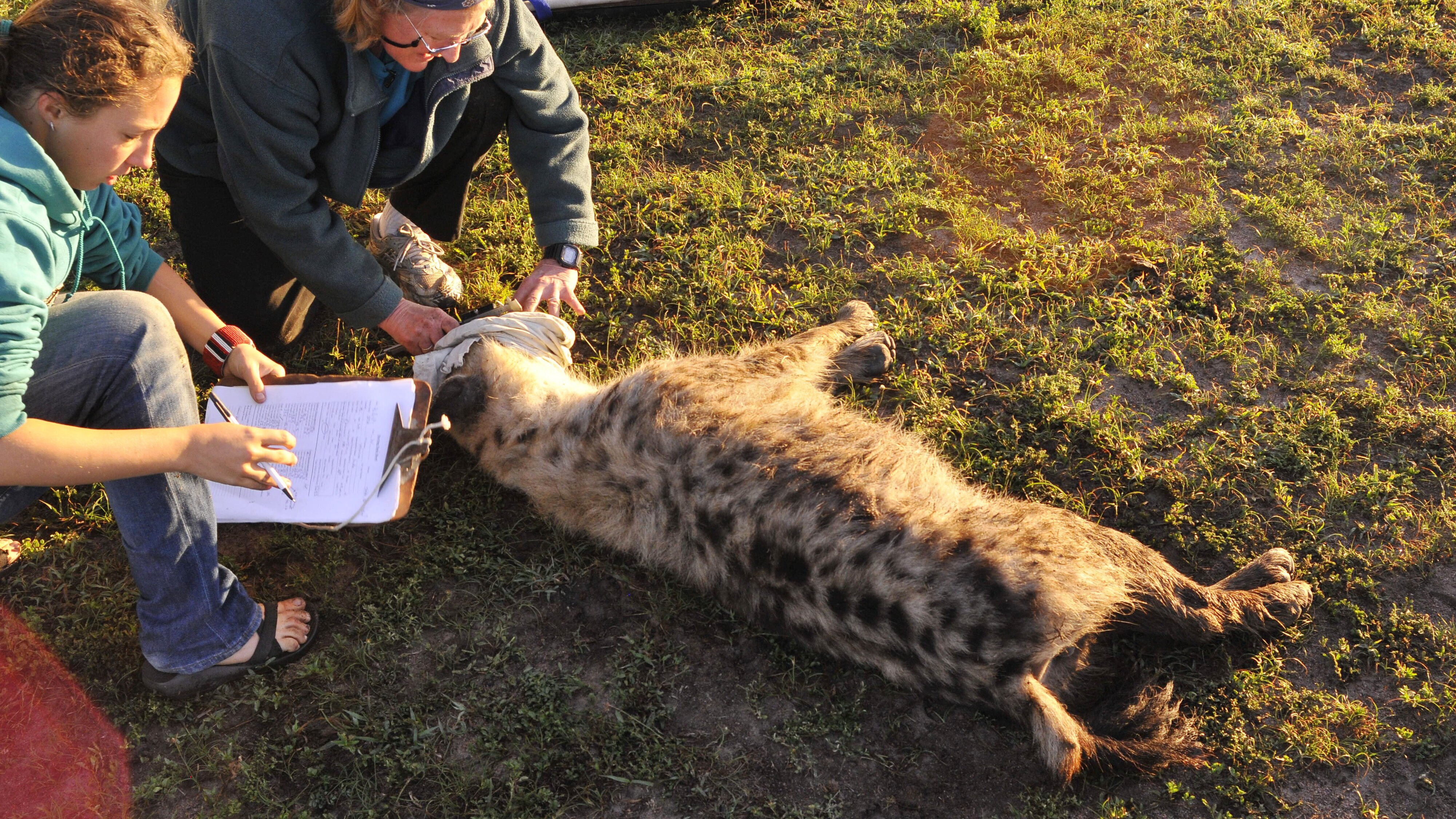 Hyänen – Die Königinnen der Masai Mara