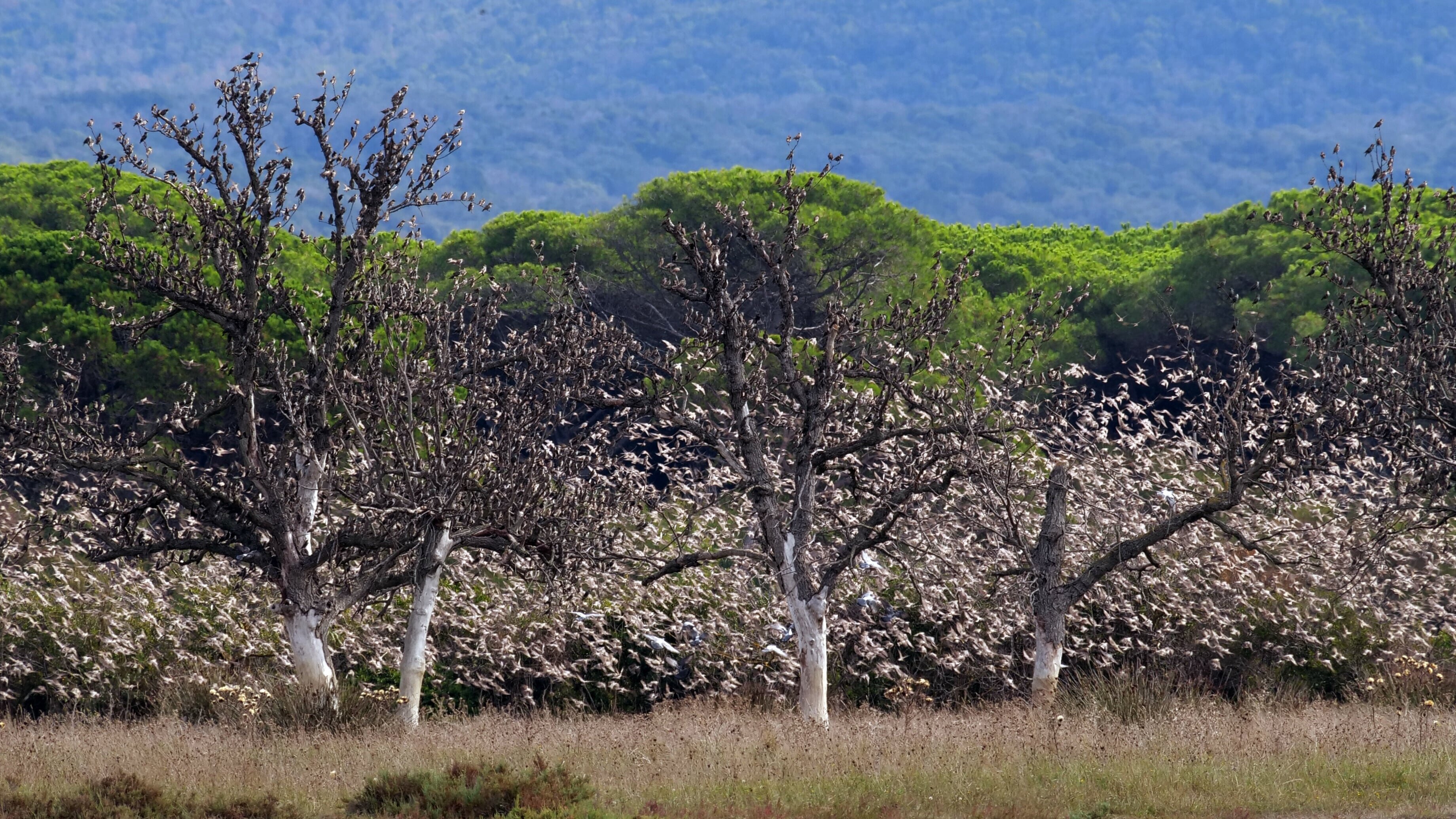 Maremma – Italiens wilde Schönheit